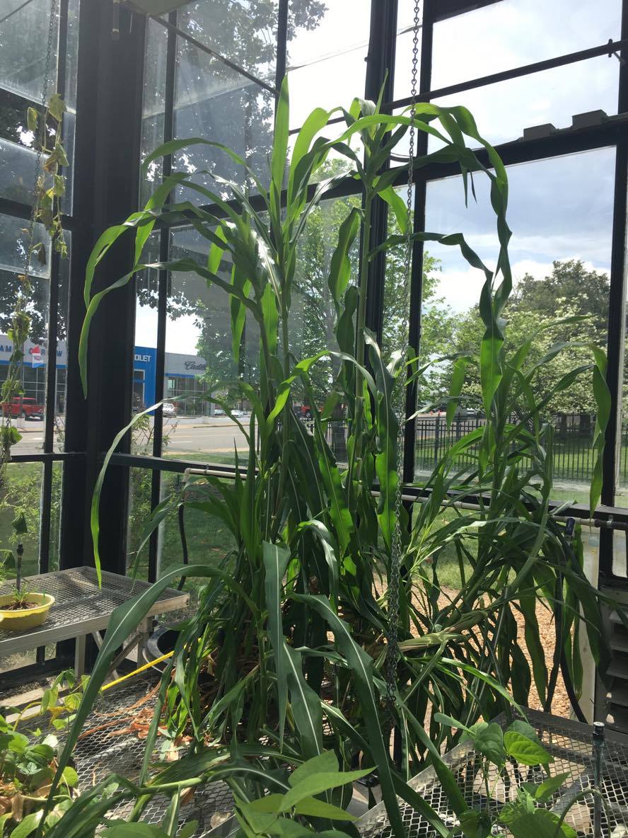 Zea mays ssp. parviglumis courtesy of Stephen Smith, growing at Austin Peay State University greenhouse.