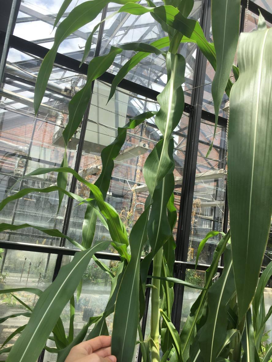 Teosinte (Zea mays ssp. parviglumis) courtesy of Stephen Smith, growing at Austin Peay State University greenhouse.