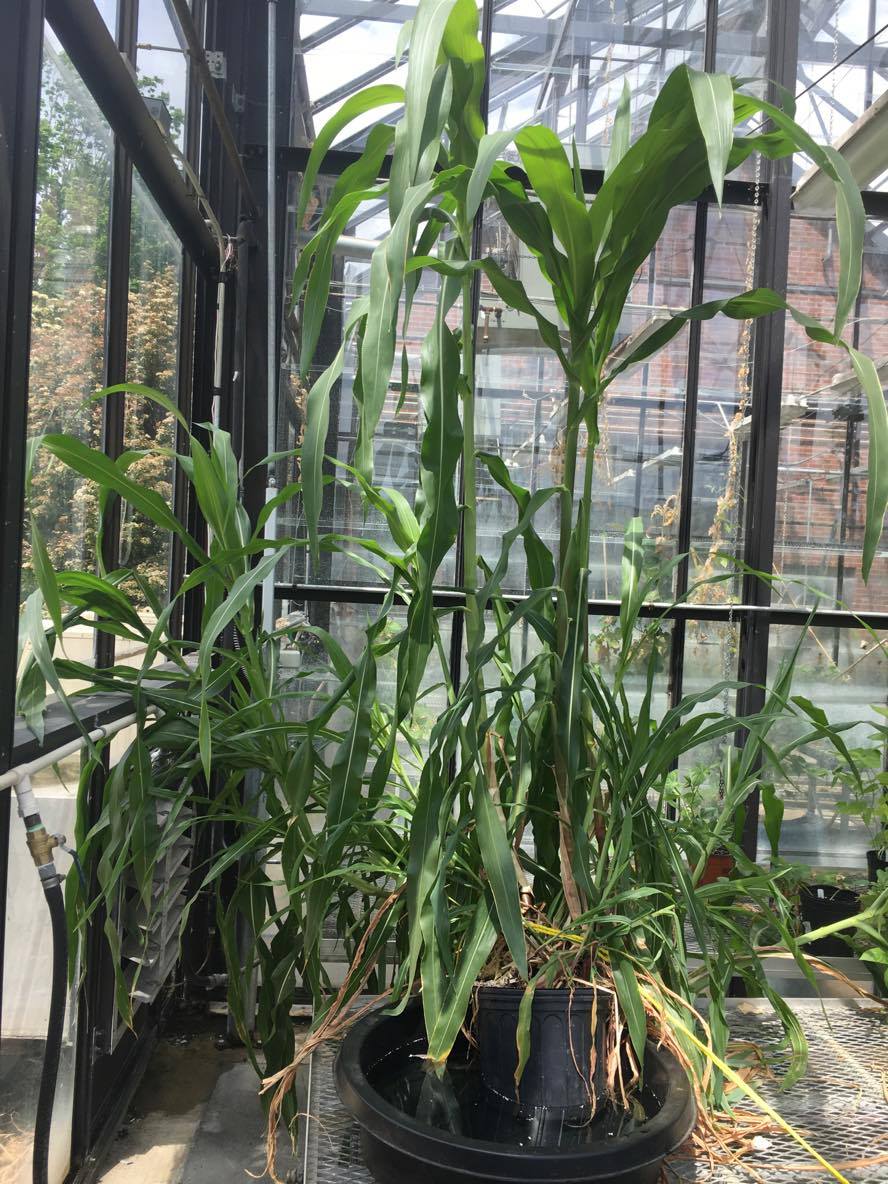 Zea mays ssp. parviglumis courtesy of Stephen Smith, growing at Austin Peay State University greenhouse.