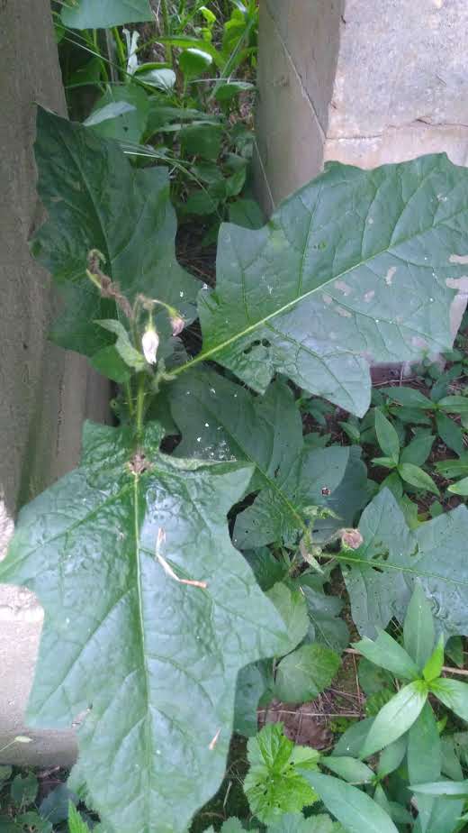 Horse nettle not near annuals