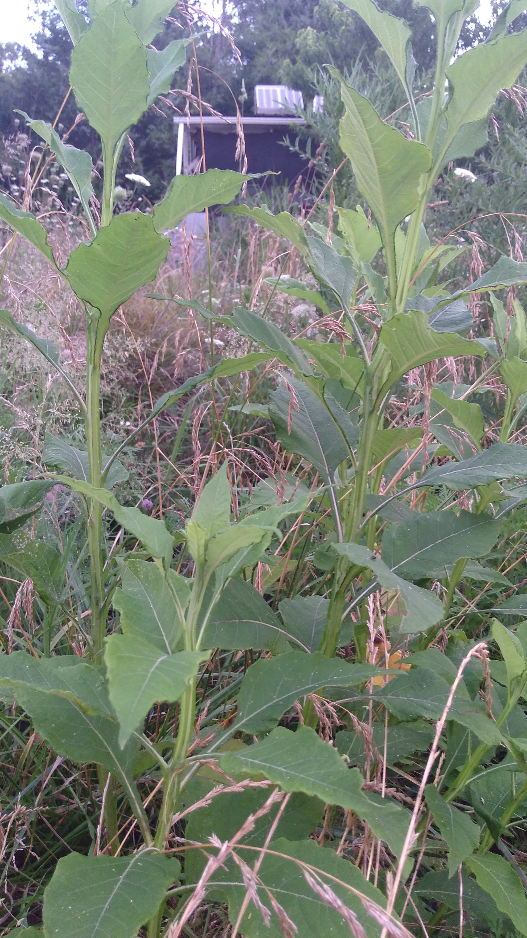 Frostweed not near the annuals... not one bug on them. 