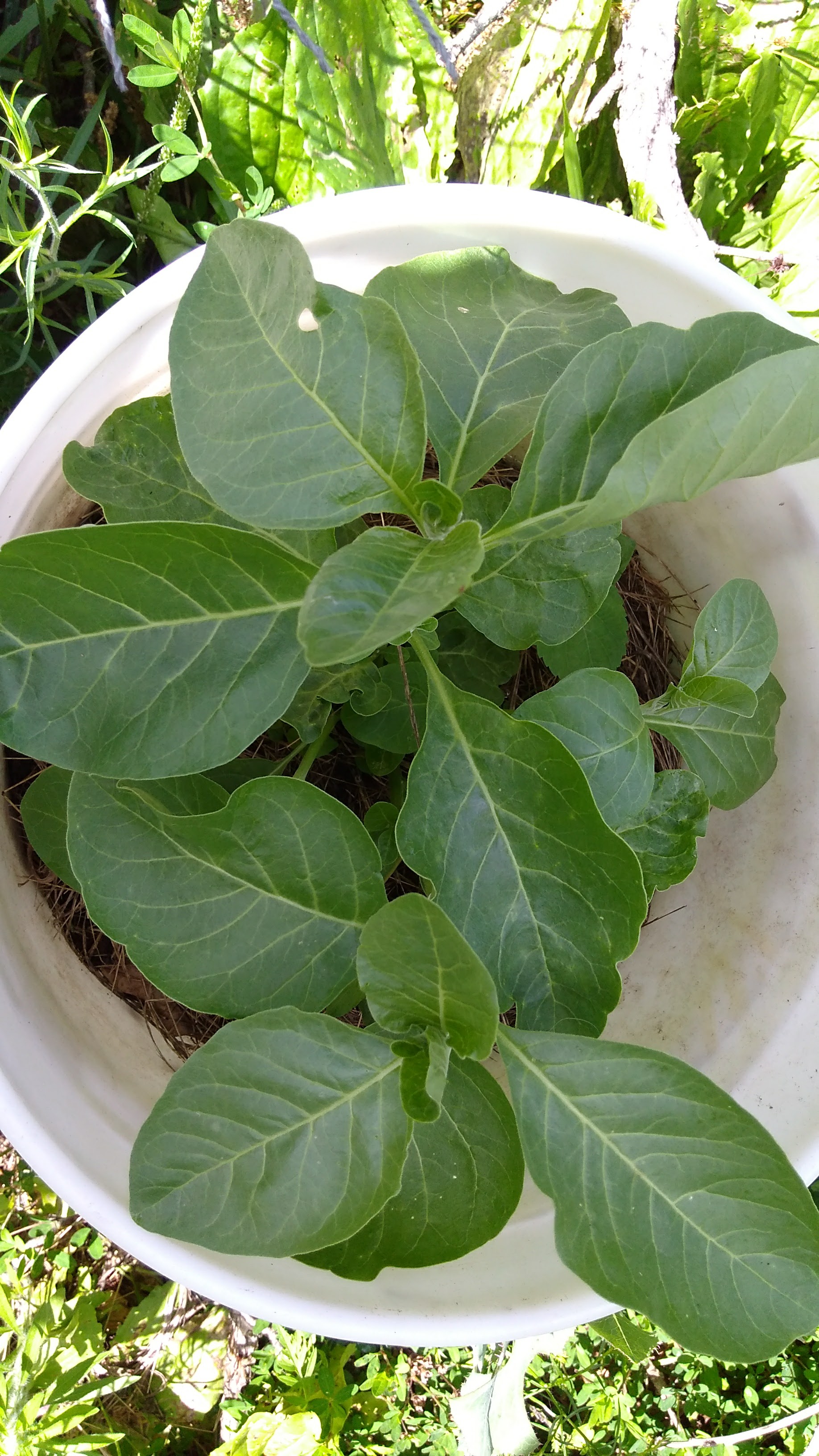 06/24/17 Our Ashwagandha in the ground didn't make it, the left over plants in the bucket are looking good.