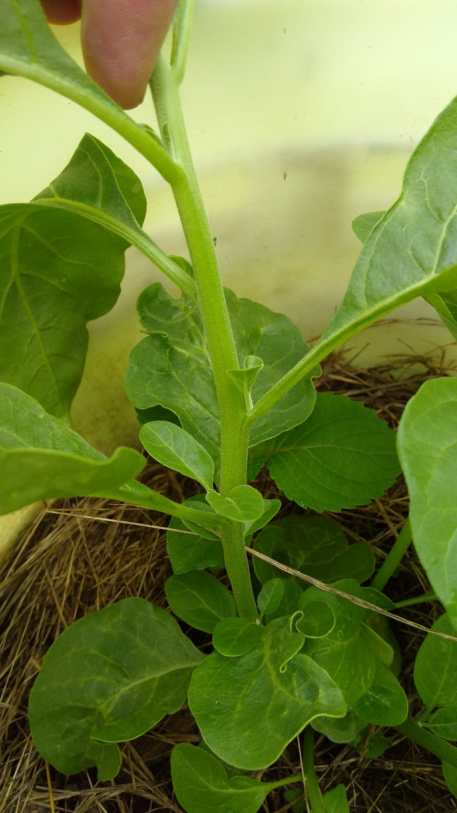 Ashwagandha 06/24/17