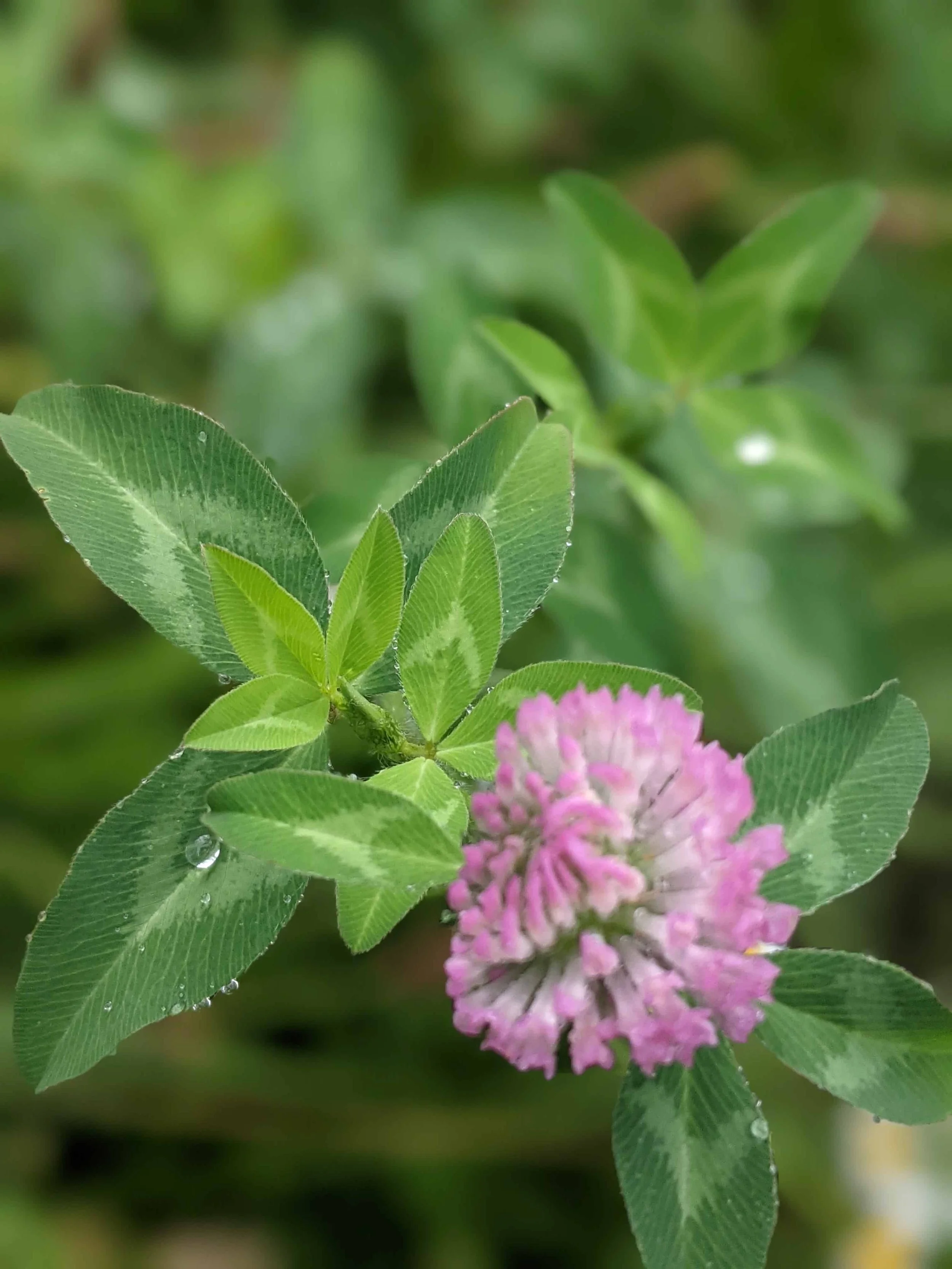 Herbs and Cysts: Traditional Uses, Personal Experience, and Cautions