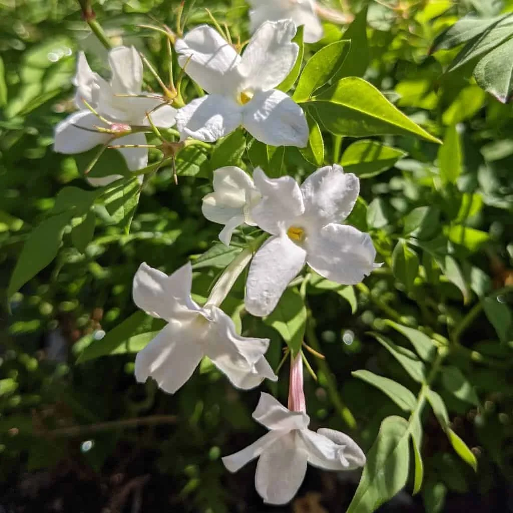 Jasmineofficinale_2__sqWeb_ETGB_1024x.jpg