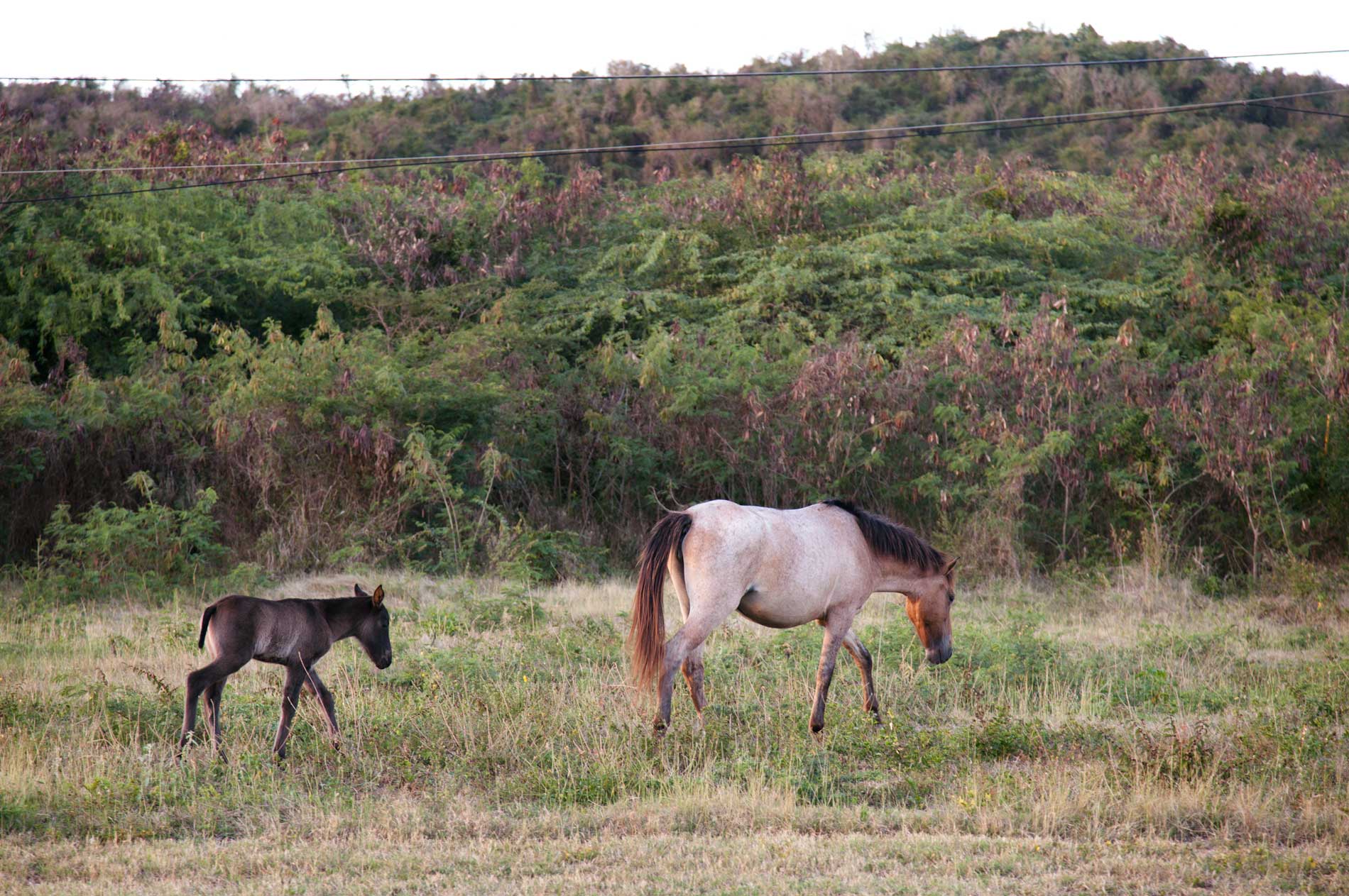 viequesHorsesWeb.jpg