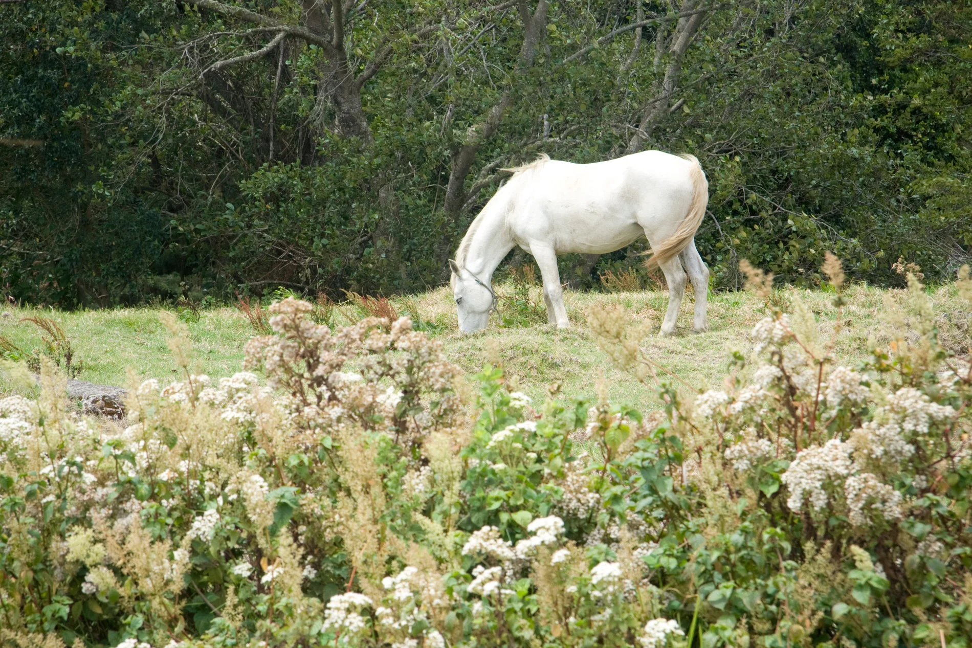 costaricaHorseWeb.jpg