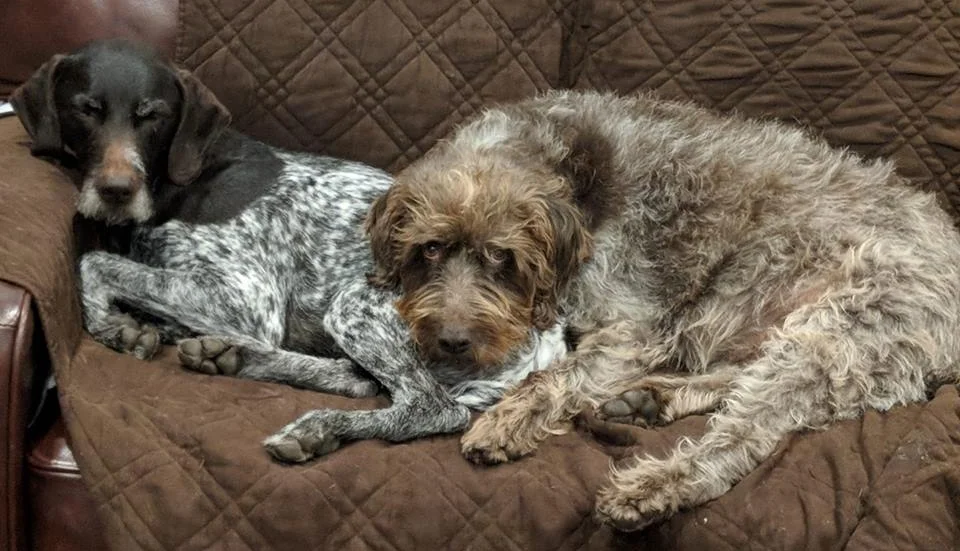 Molly and Creek Couch.jpg