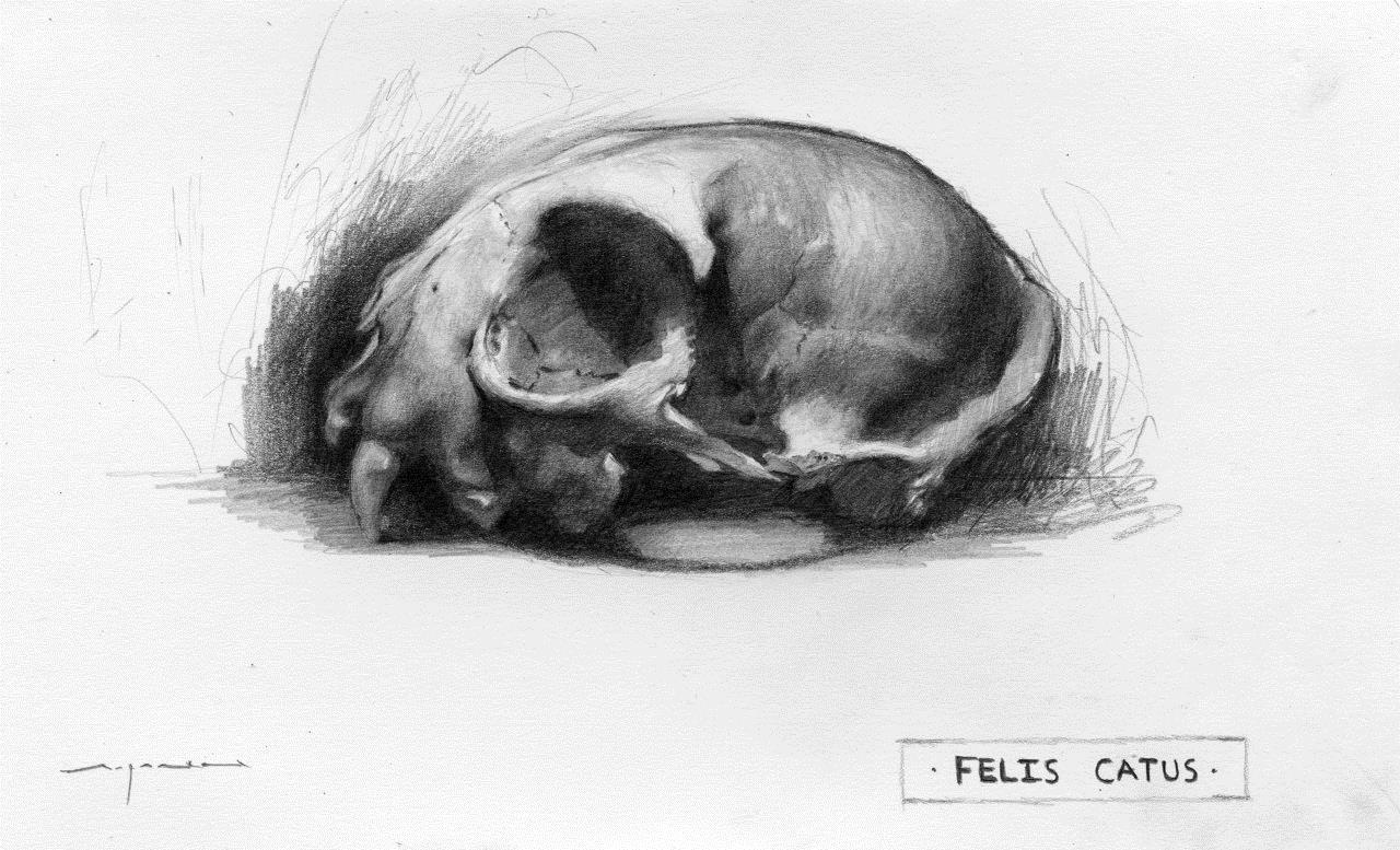 Felis Catus - 5 x 8 inches - Graphite on Paper - 6/2014