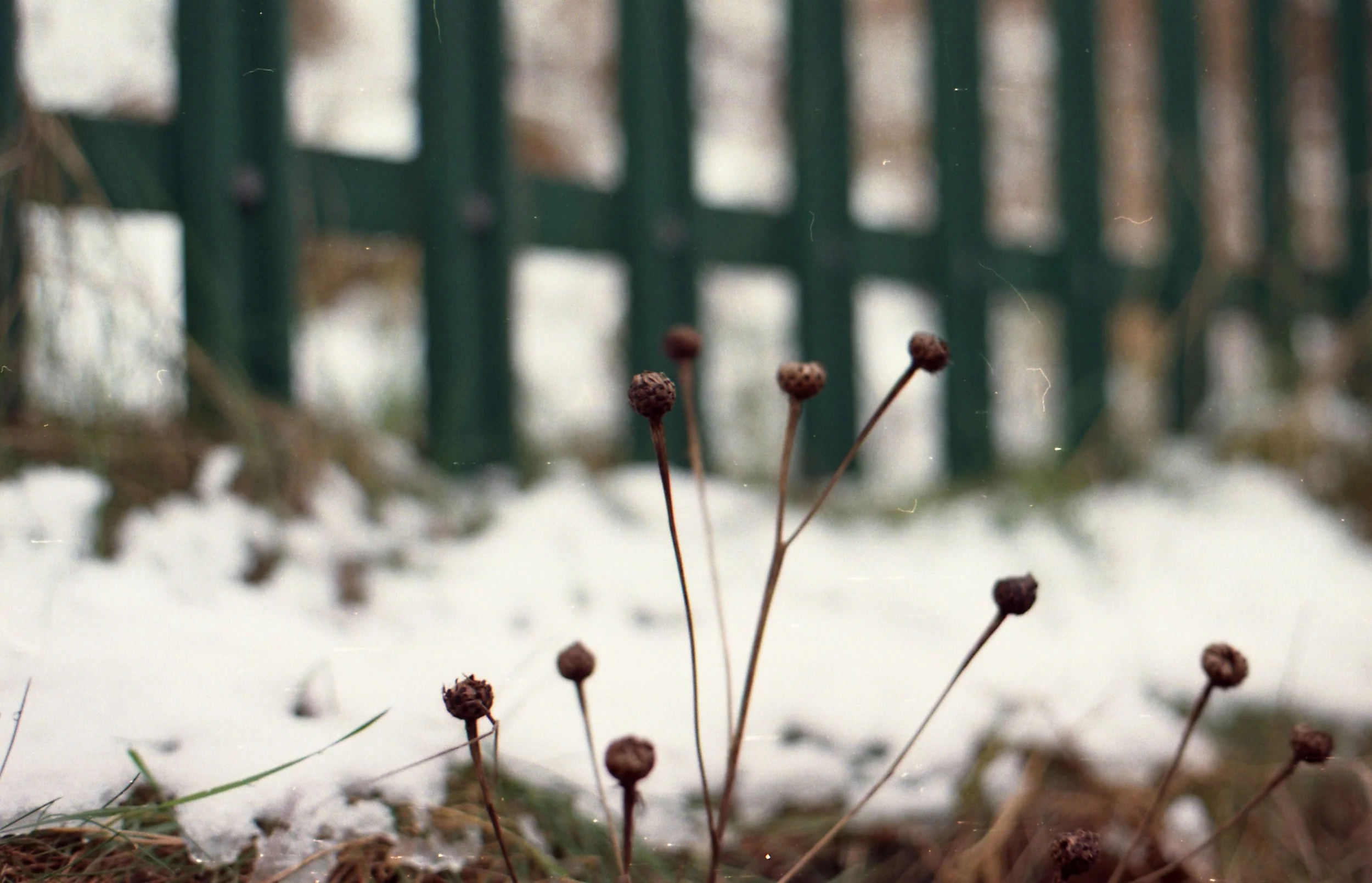 17/366- Back in Leeds and it snowed! I like this one a lot too.