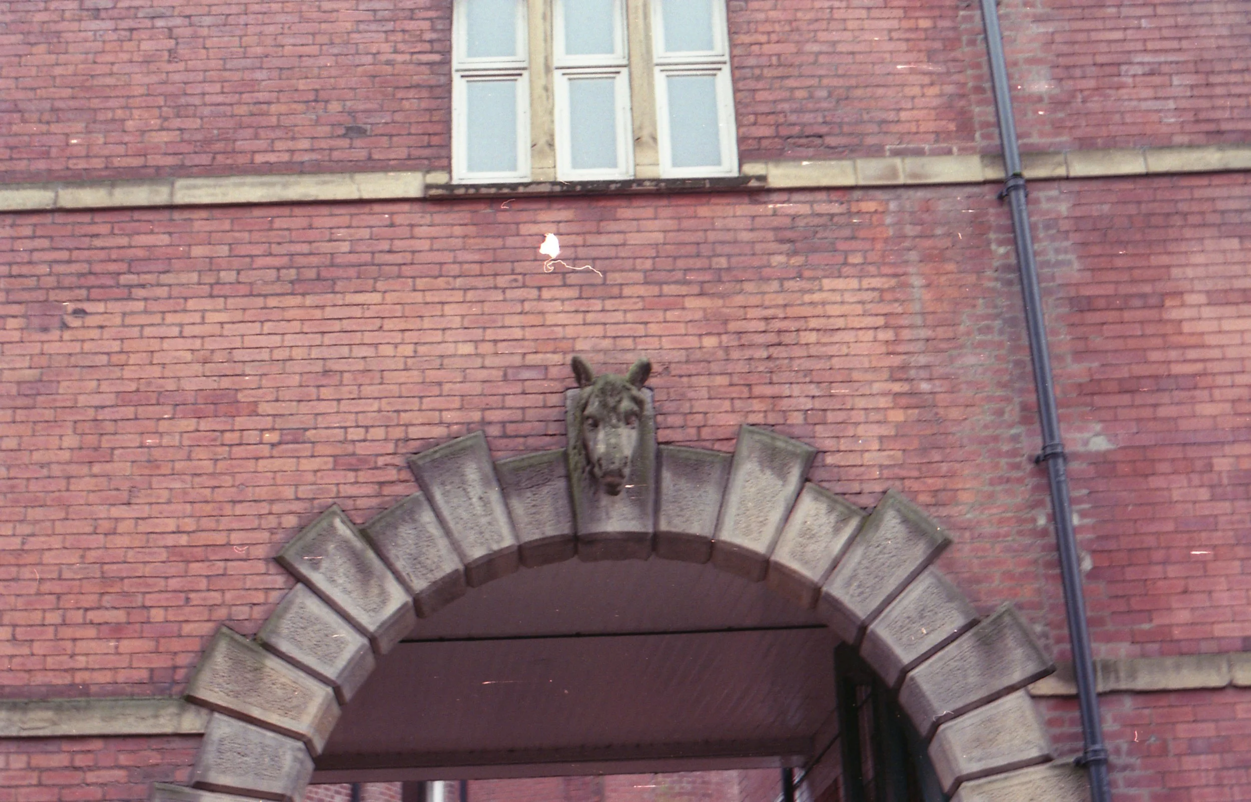 19/366 - I'm a bit sad this one is fuzzy but theres a horse head