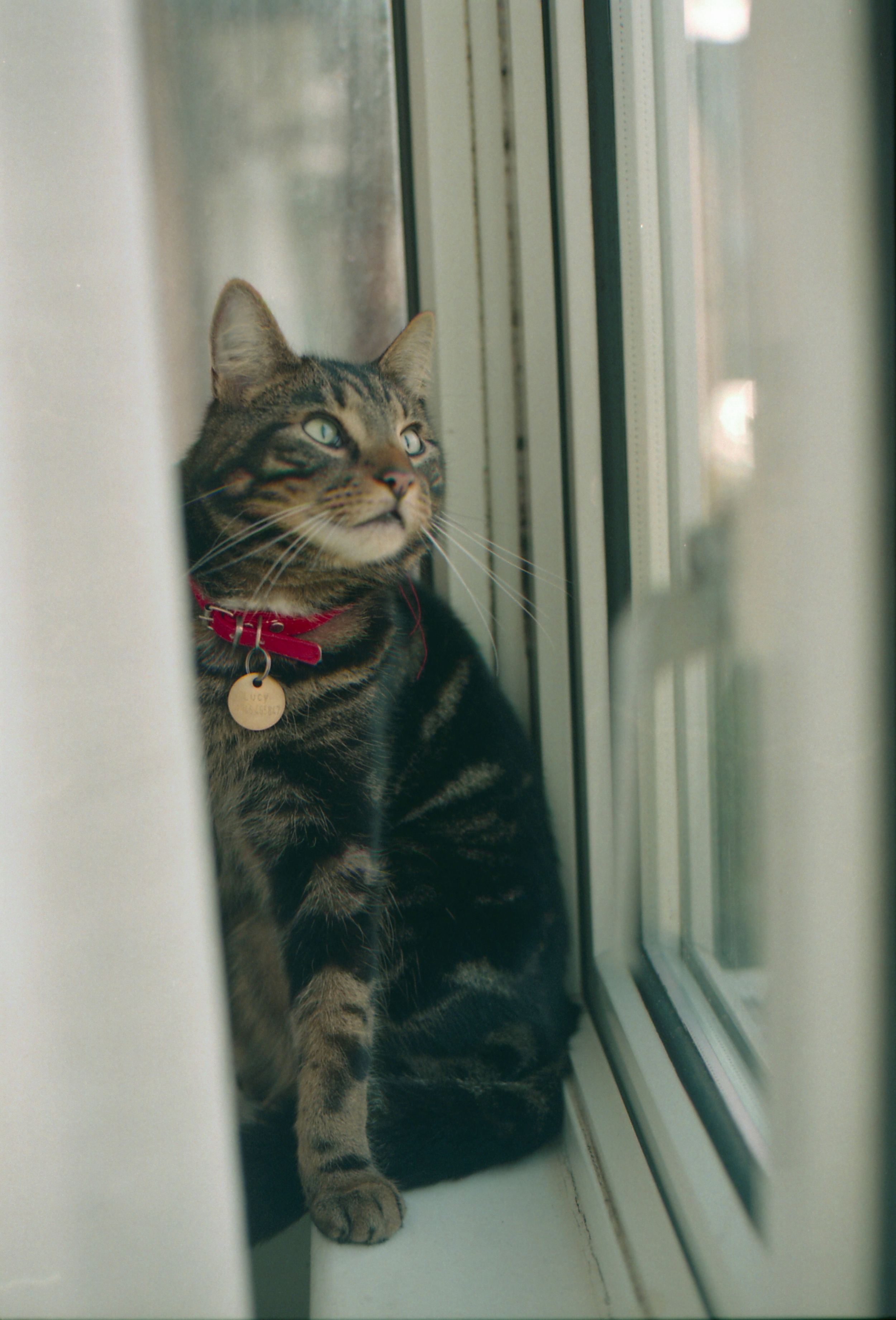 45/366 - Our neighbours cat, hes a cutie!