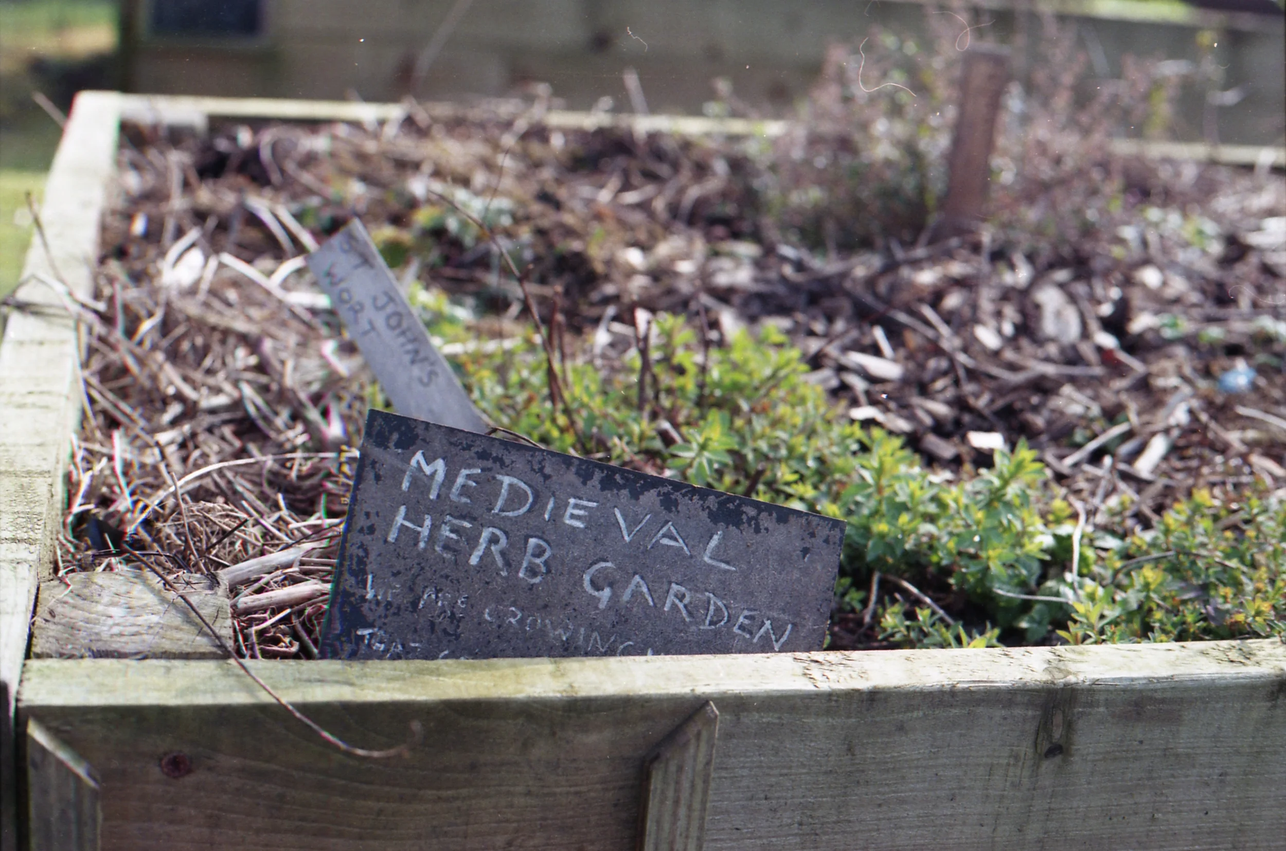73-366 Medieval Herbs at the Kirkstall Abbey herb garden