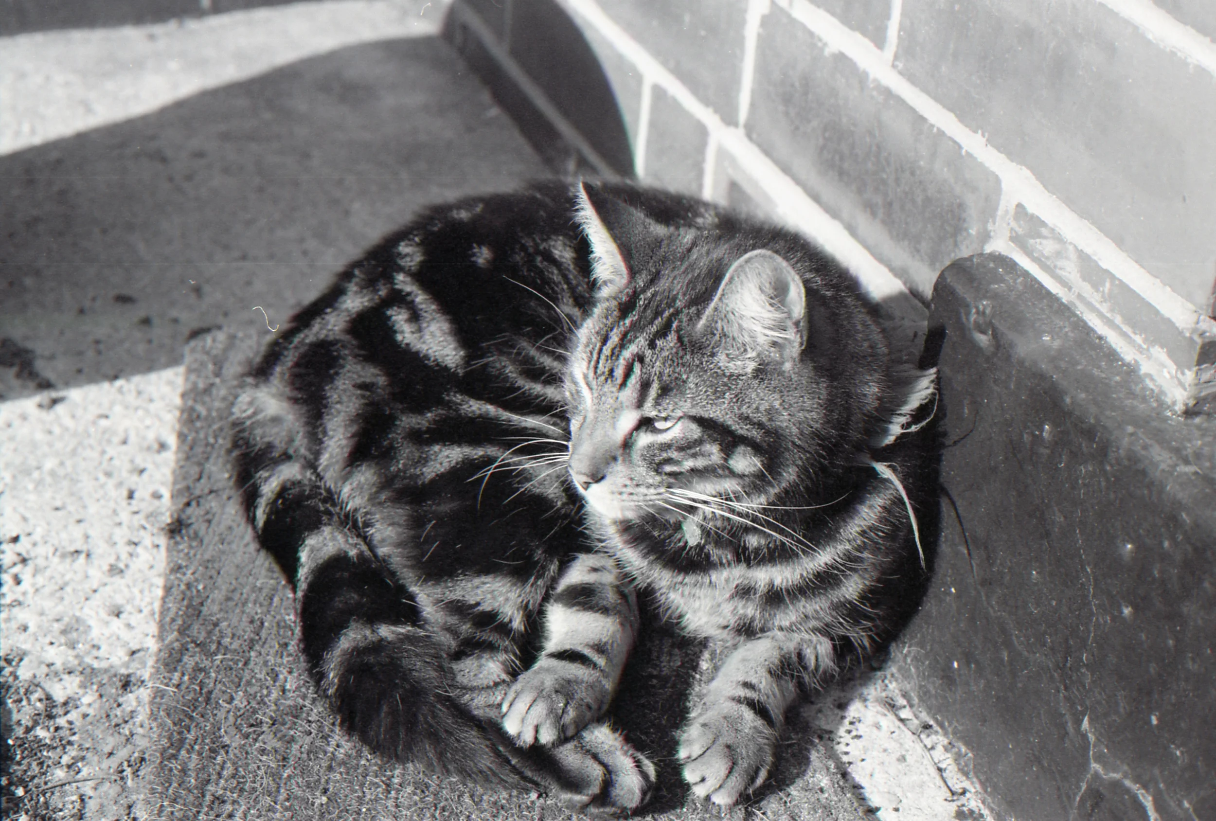 Day 101 - The neighbours cat is enjoying the spring sunshine as much as I am and I'm enjoying taking his photo too. Imagine if I had my own pet, that would be my 366 project sorted haha
