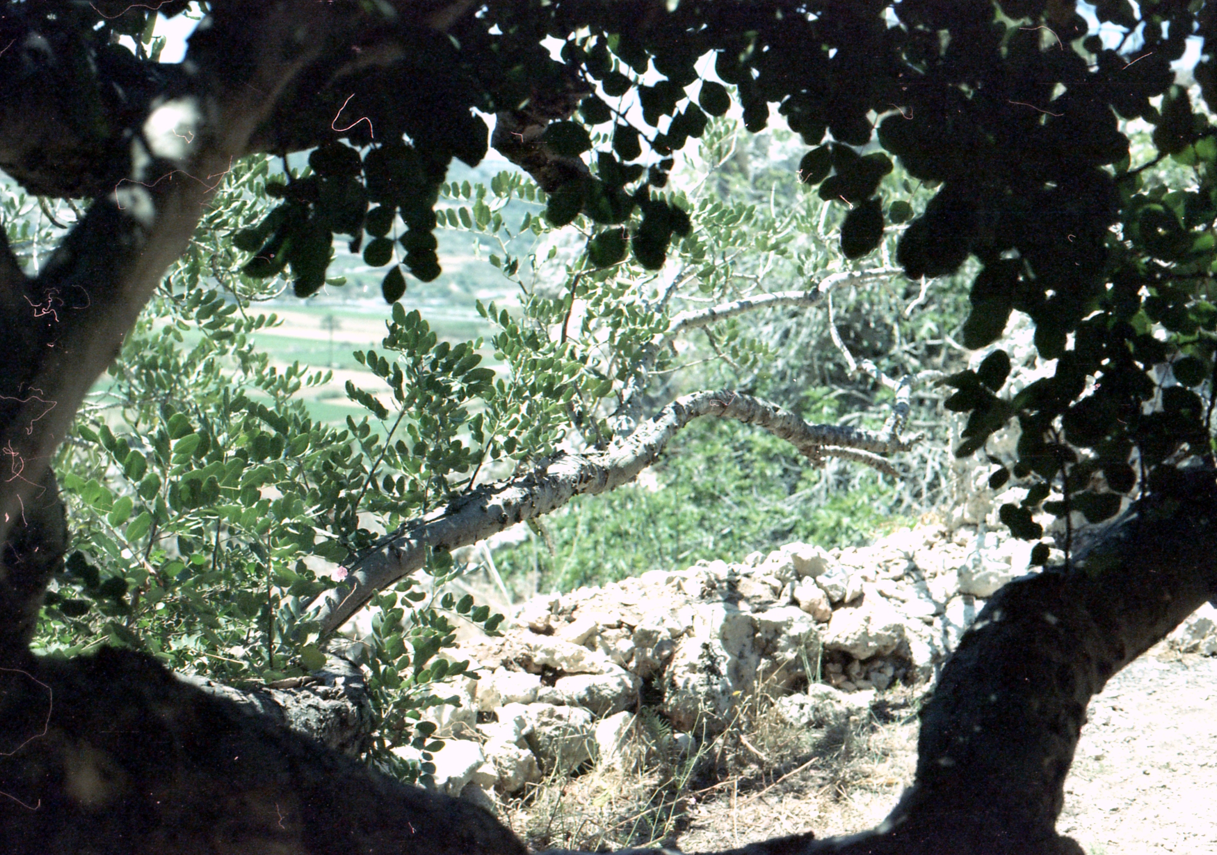 143/366 - The tree you can see is the oldest carob tree in Malta - at least 1000 years old, isn't that amazing. I have a soft spot for trees anyway but this one was quite spectacular!