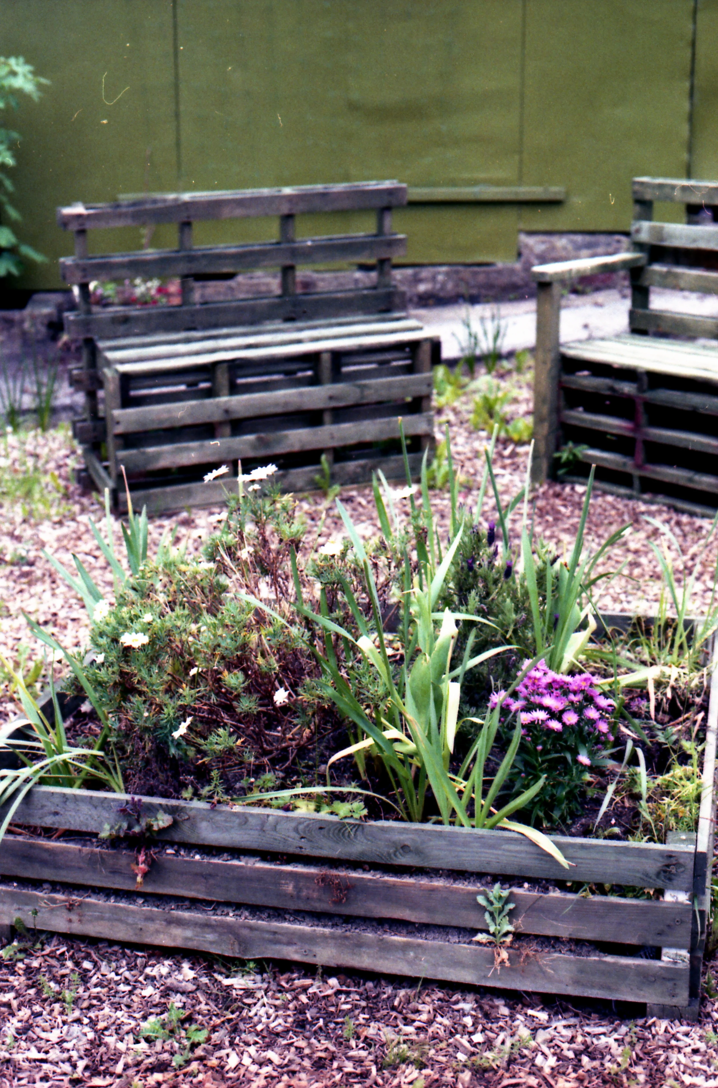 151/366 - I know more flowers but way back when there was nothing here but weeds and rubbish, so I'm always happy to see flowers here when I was past.