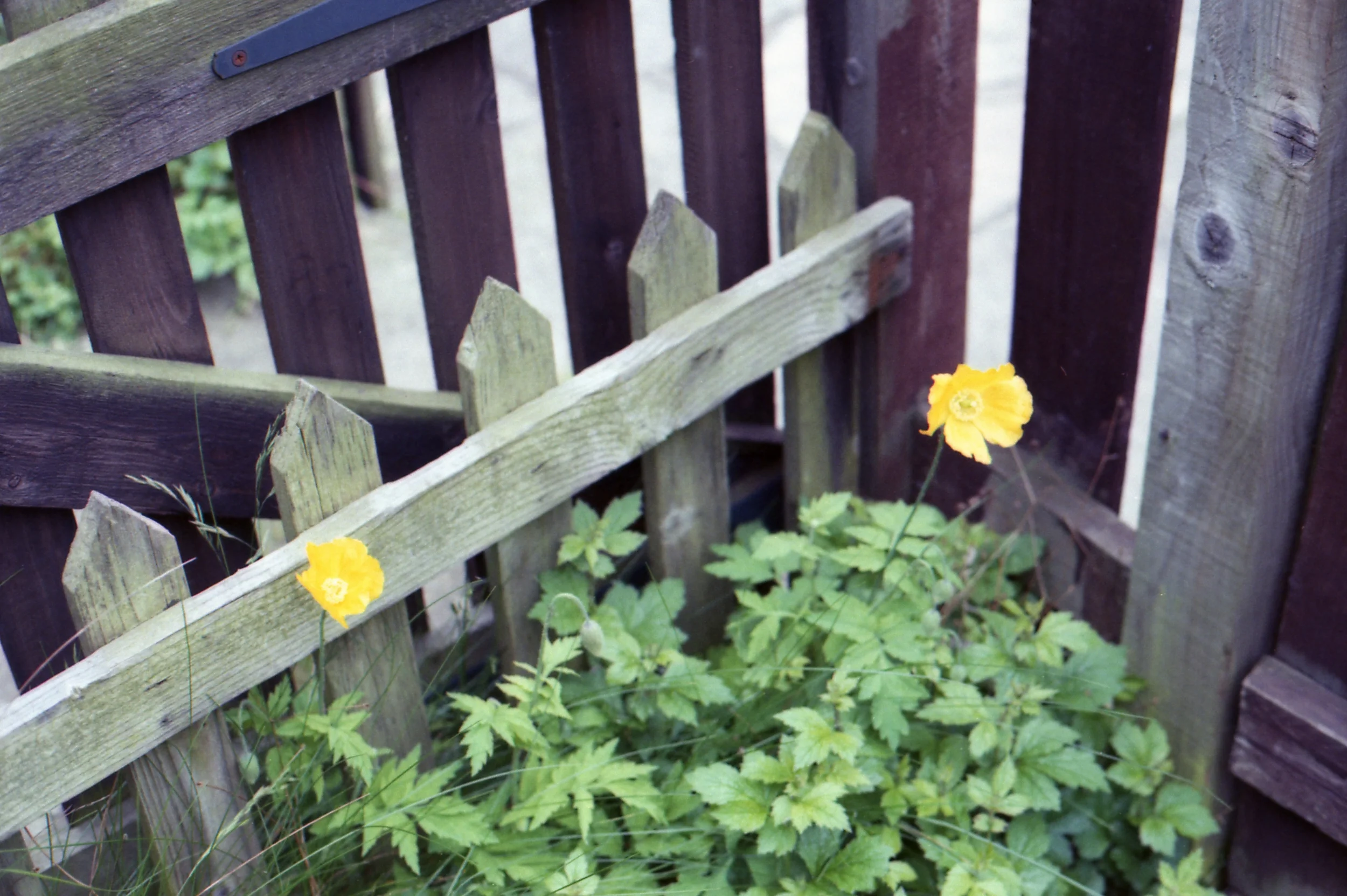 153/366 - Day 153 was mostly spent in bed recovering from the lack of sleep on day 152 but I did nip out of the front door to take a picture of these lovely poppies in the front garden. I'm drawn to them every year it seems :)