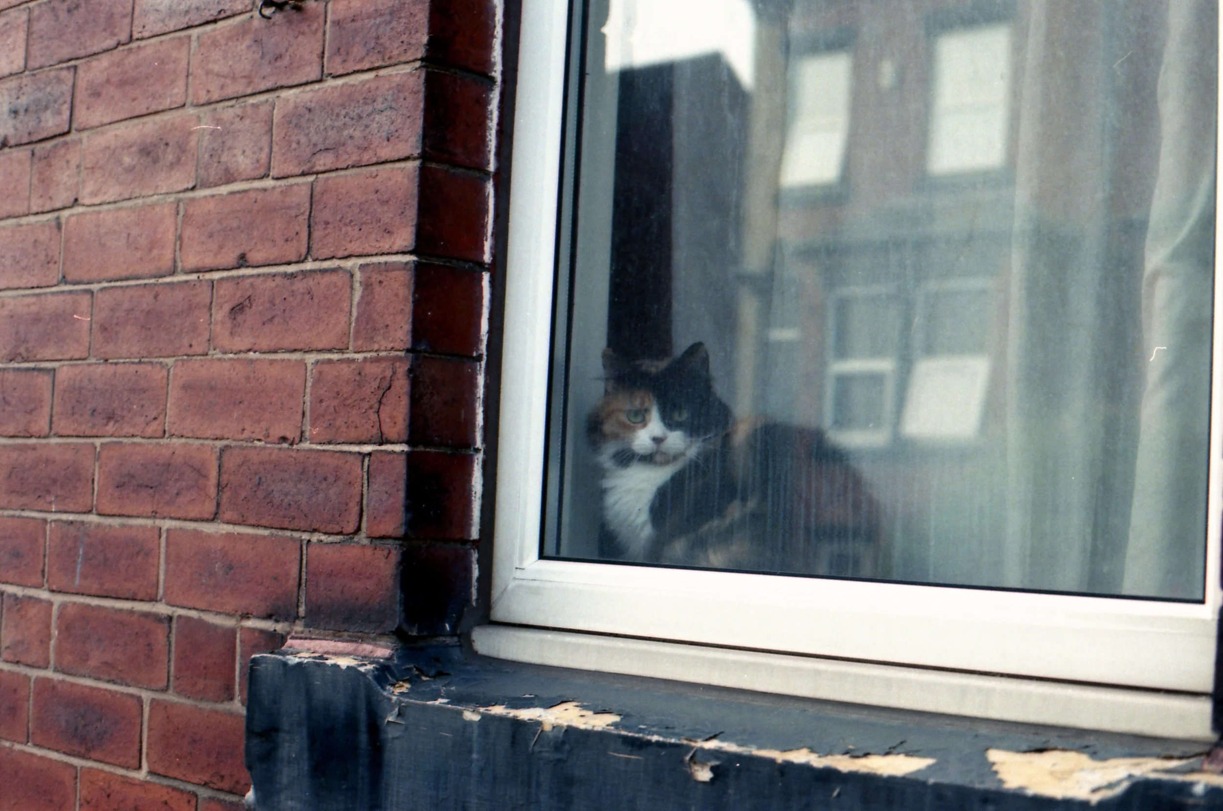160/366 - Another grumpy cat from a few roads down from us. Looks at its face haha!