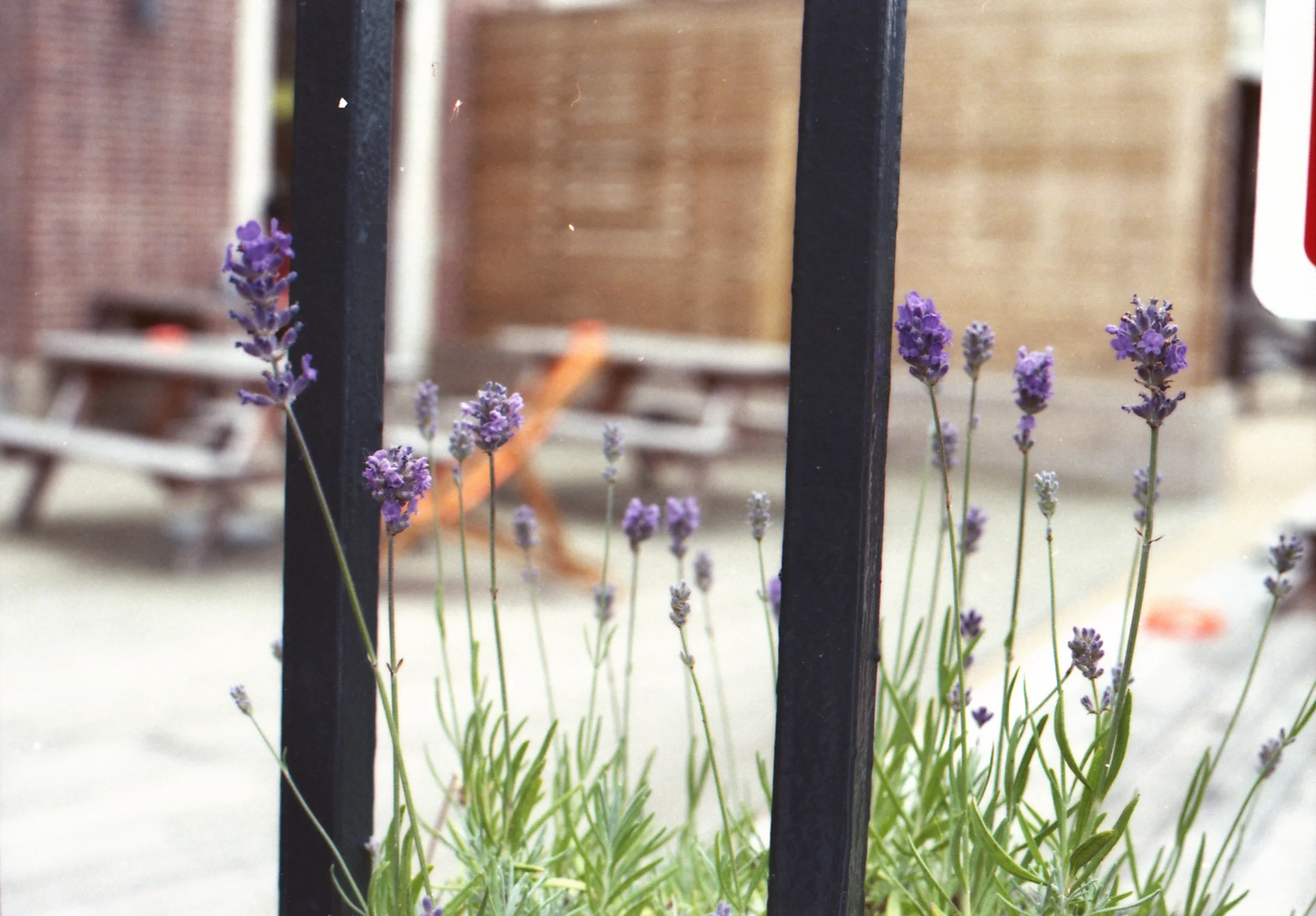 189/366 - Pretty lavender seen outside the Tetley building.