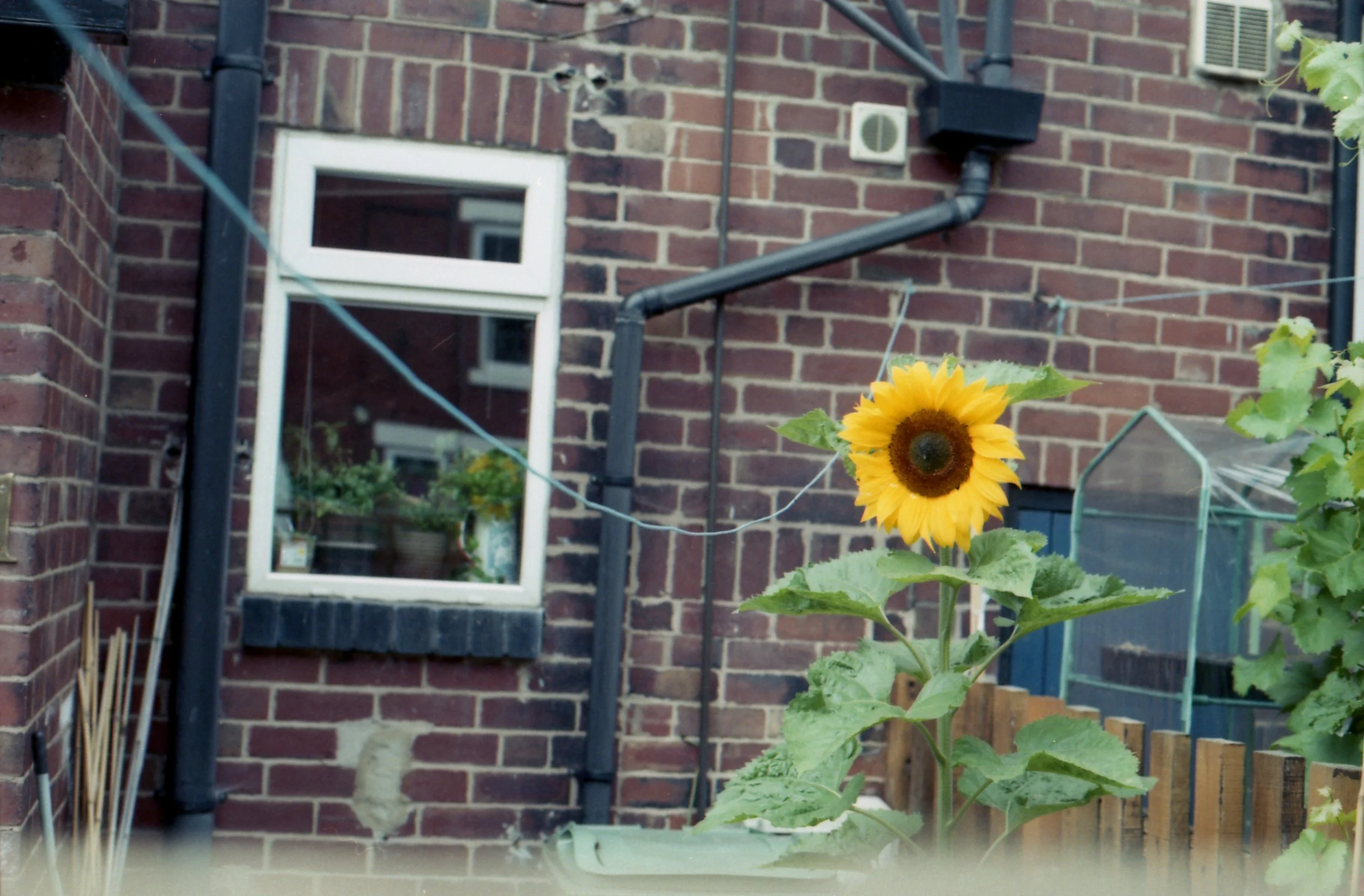 213/366 - A lovely and really quite tall sunflower caught my eye.