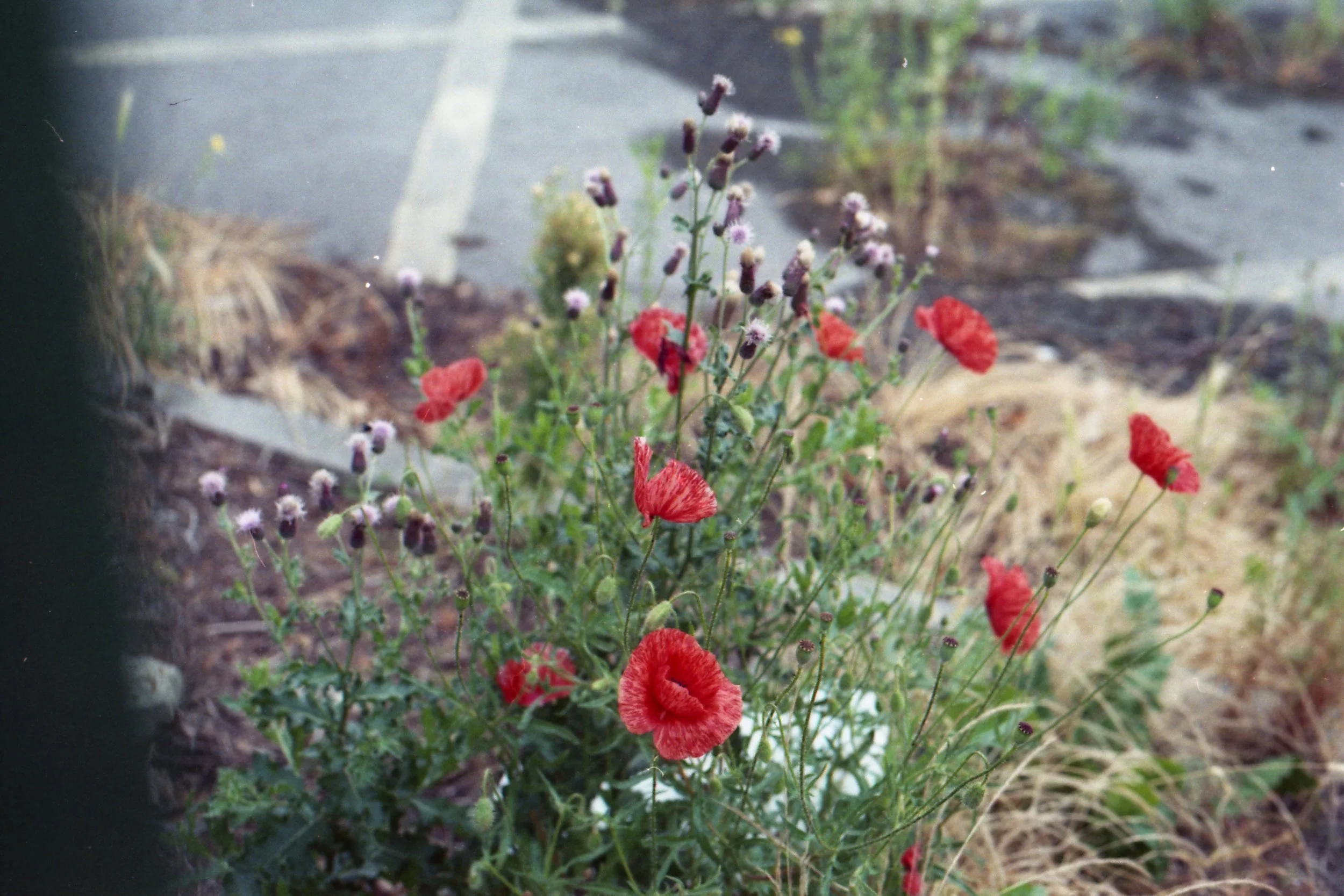215/366 - Pretty poppies in a car park. I'm glad I took this photo as the next time I walked past they had withered.