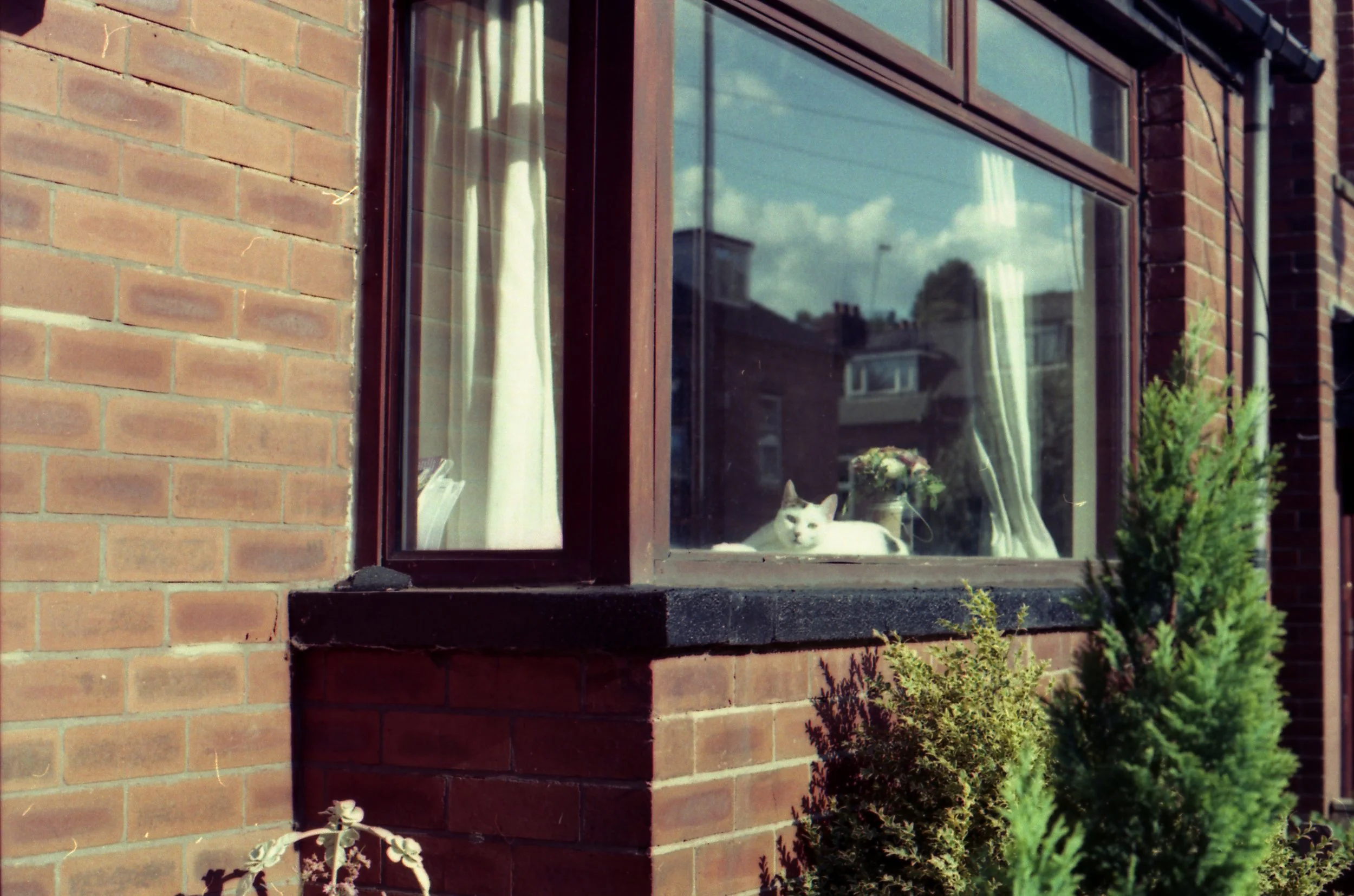 221/366 - There's a new cat next door! It doesn't go outside but it looks as us suspiciously a lot. Any guesses on a name? We don't have a nickname for it yet haha.