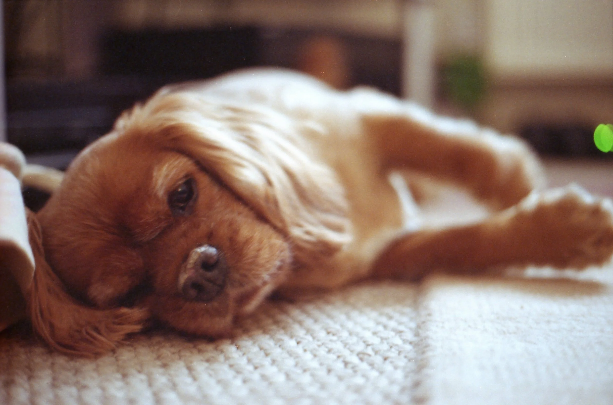 233/366 - Little Harry being pestered by me (again) whilst he tries to sleep on the floor...Such a cutie.
