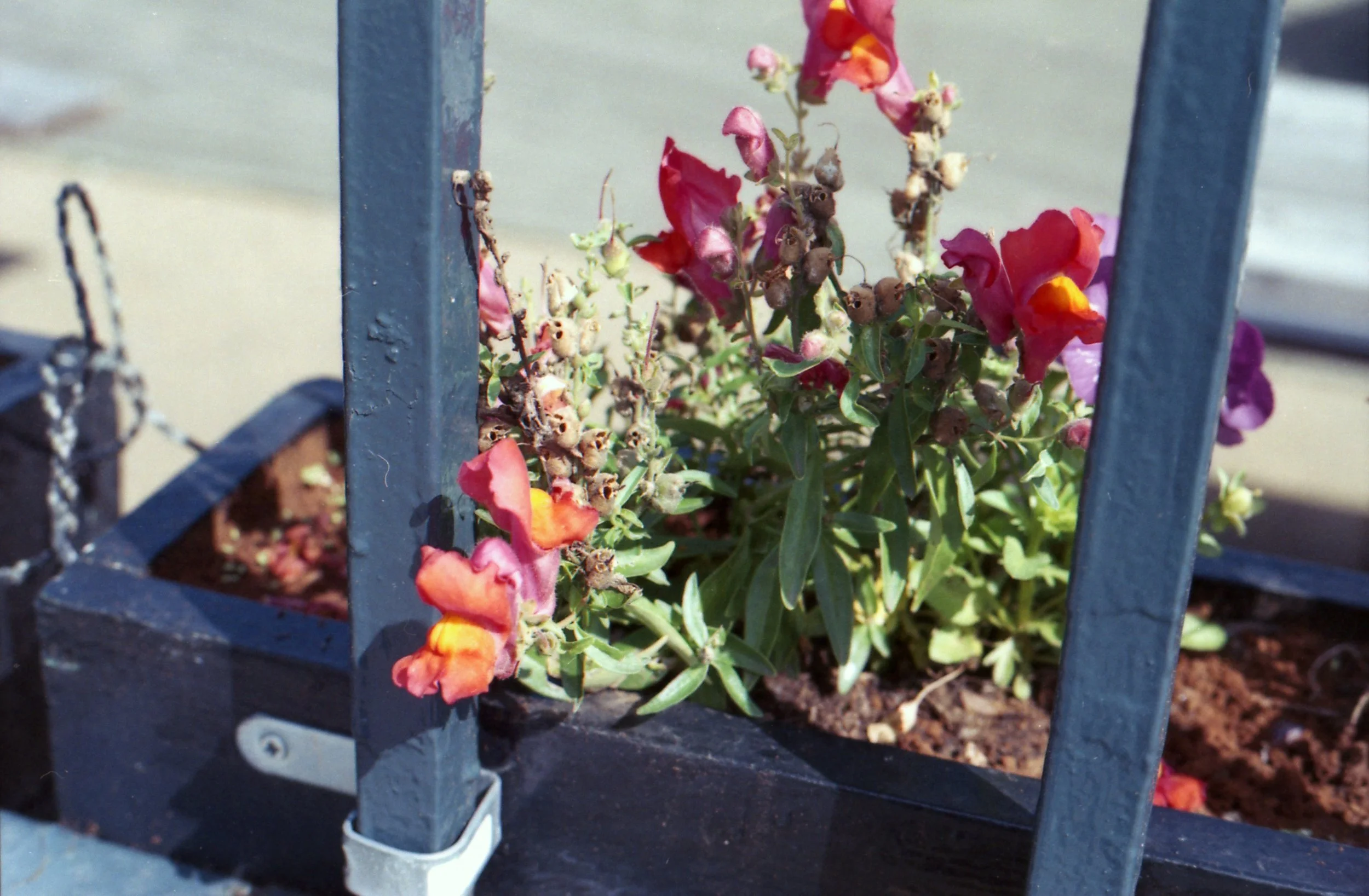 245/366 - More pretty flowers spotted outside the Tetley building on my lunch walk