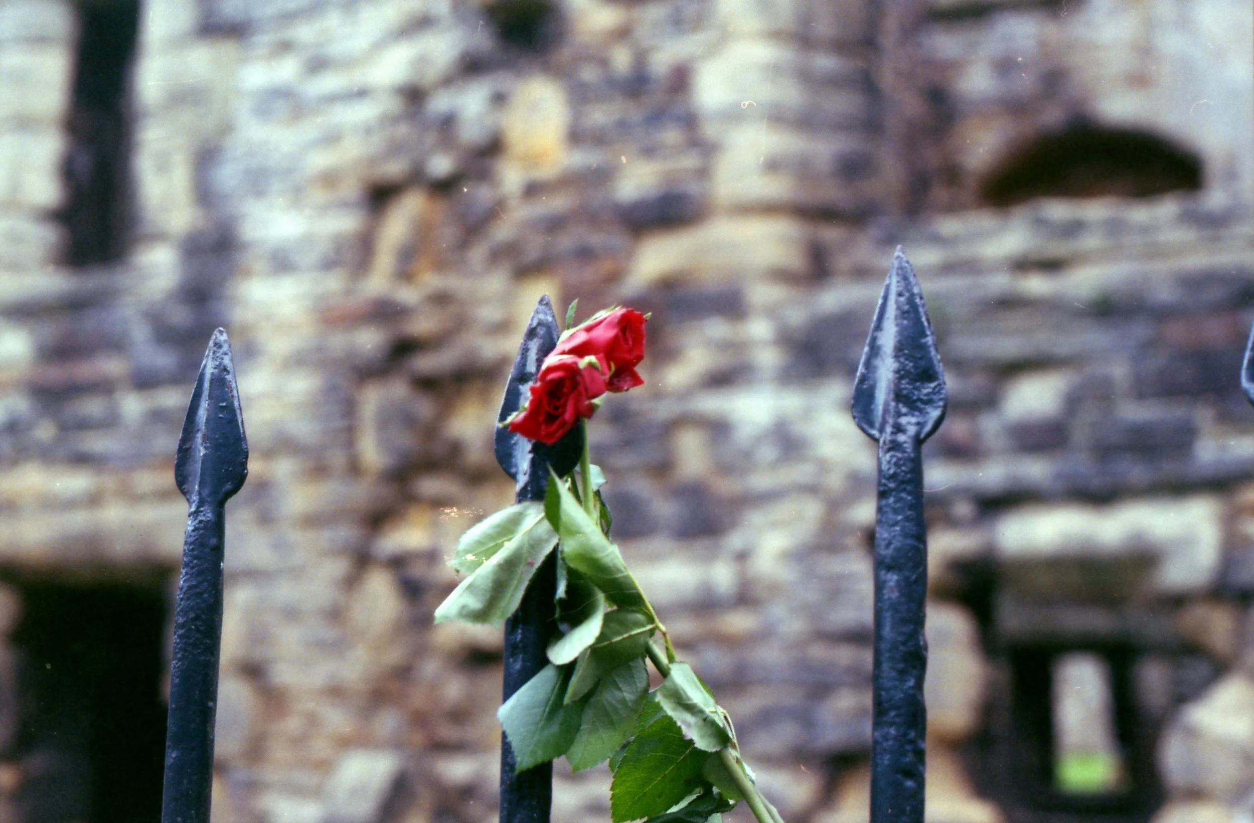 268/366 - I'm a bit bummed this isn't quite in focus but there you go. Random roses tied to the fence at the Abbey.