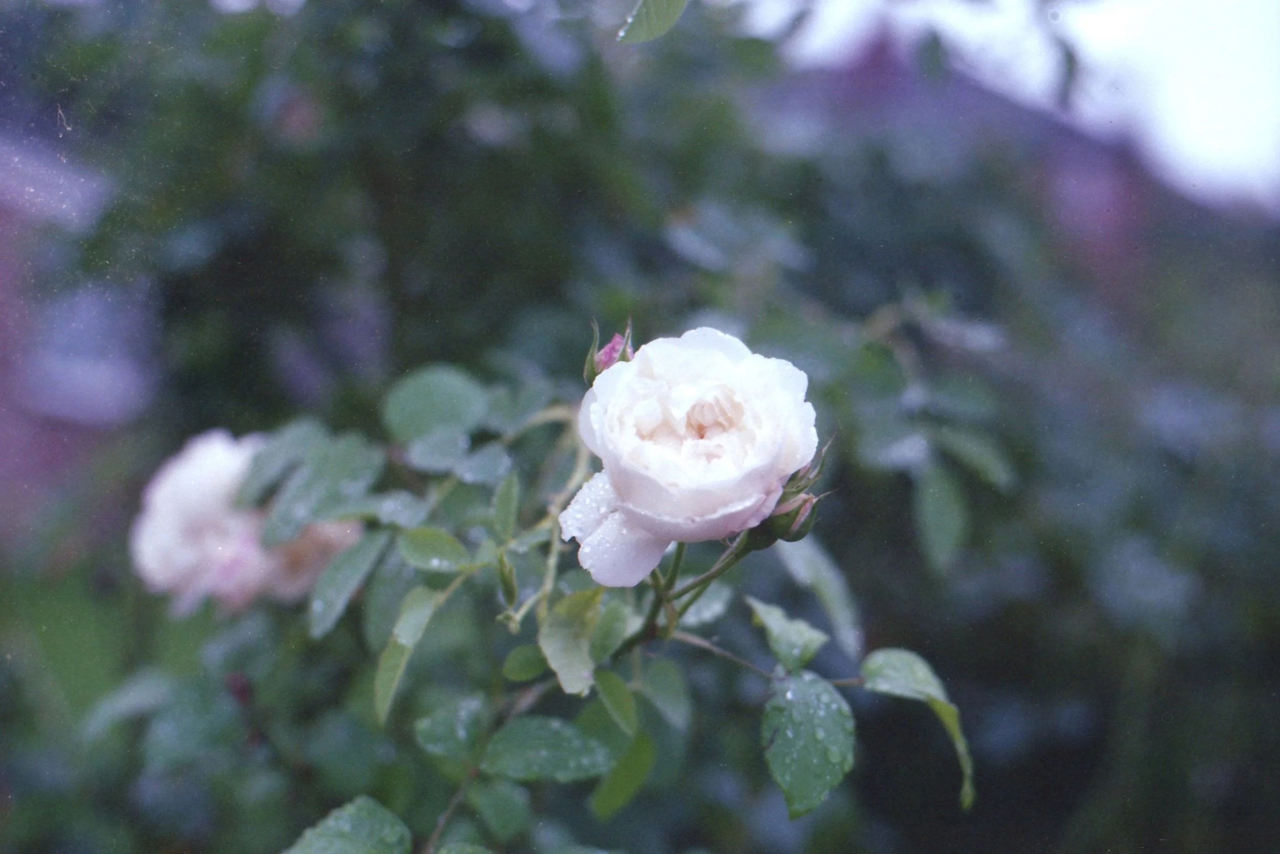 270/366 - A pretty rose in the rain - can you see the rain drops?