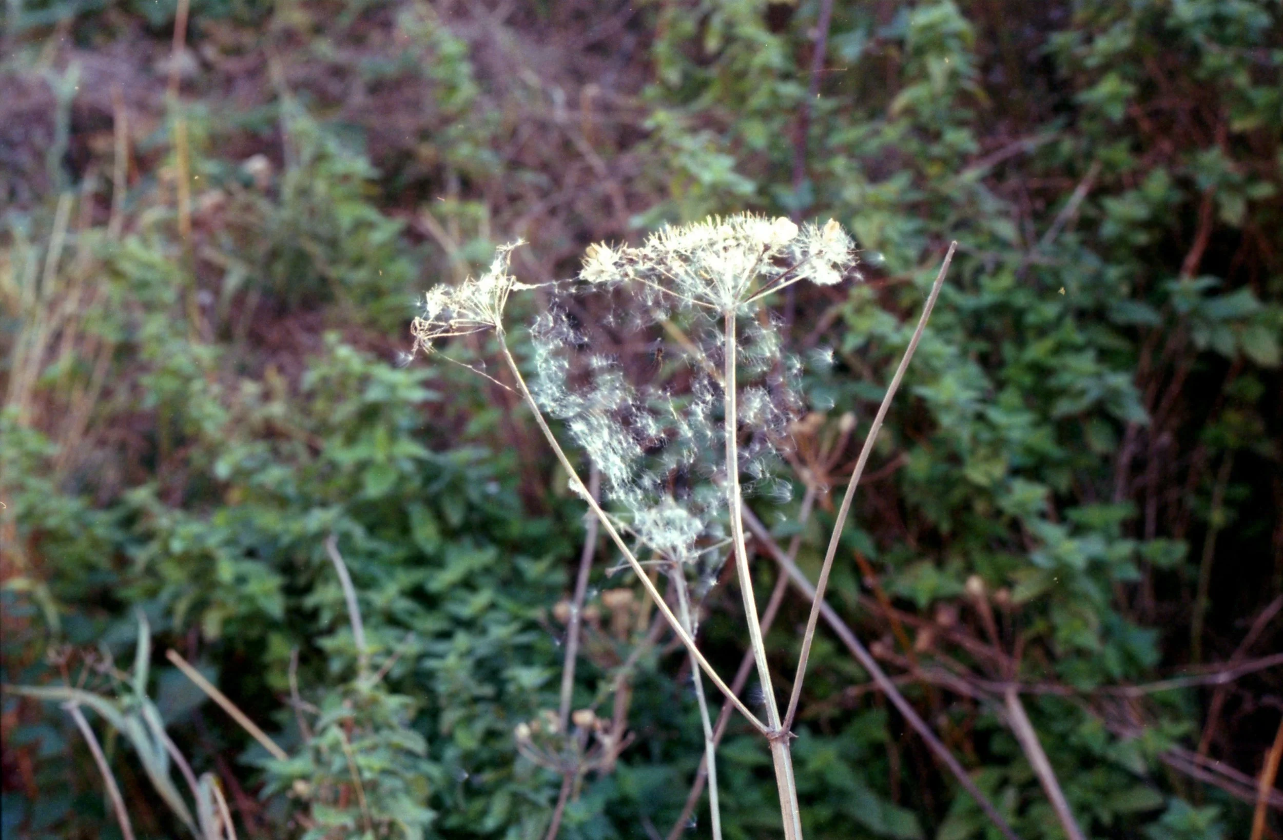 img796.jpg