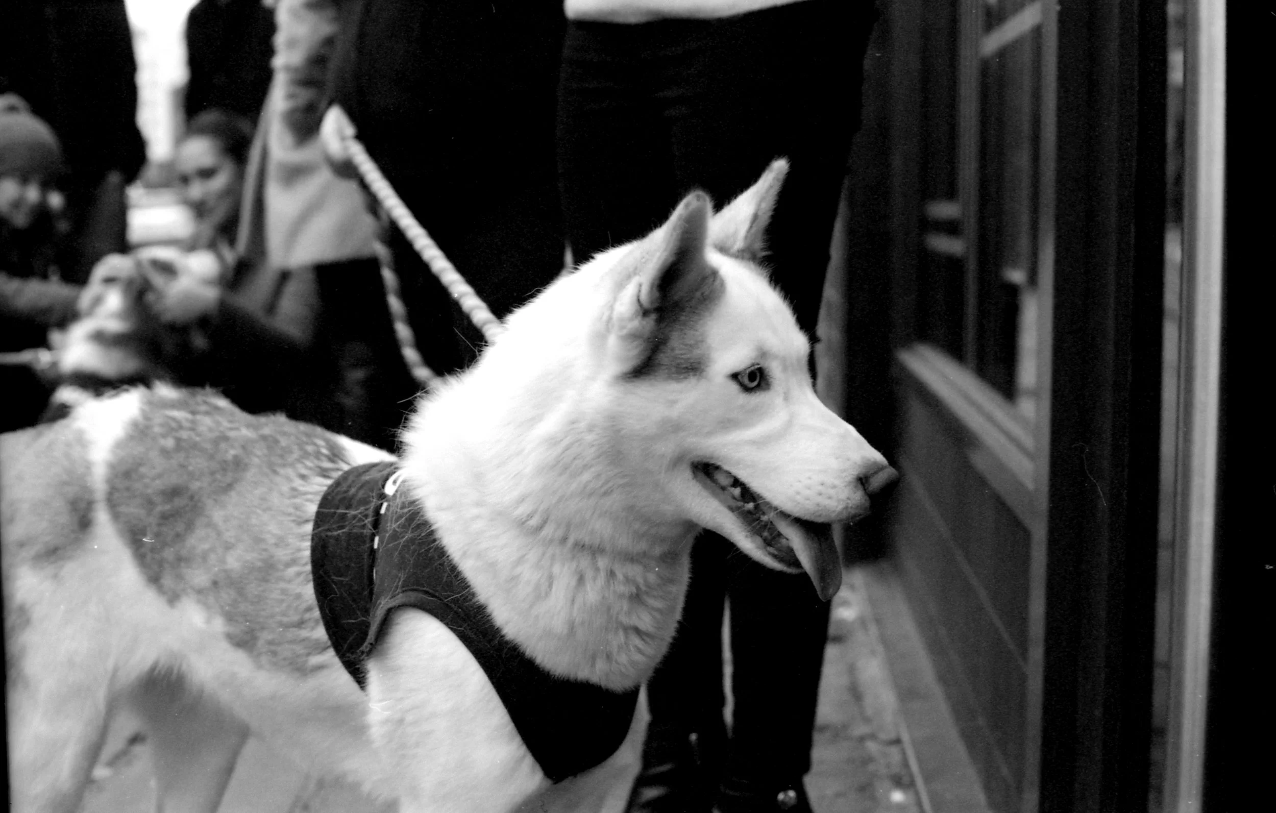 330/366/2016 - A direwolf apparently... as part of a PR campaign for a Game of Thrones themed bar in Leeds these dogs were taken around the city.