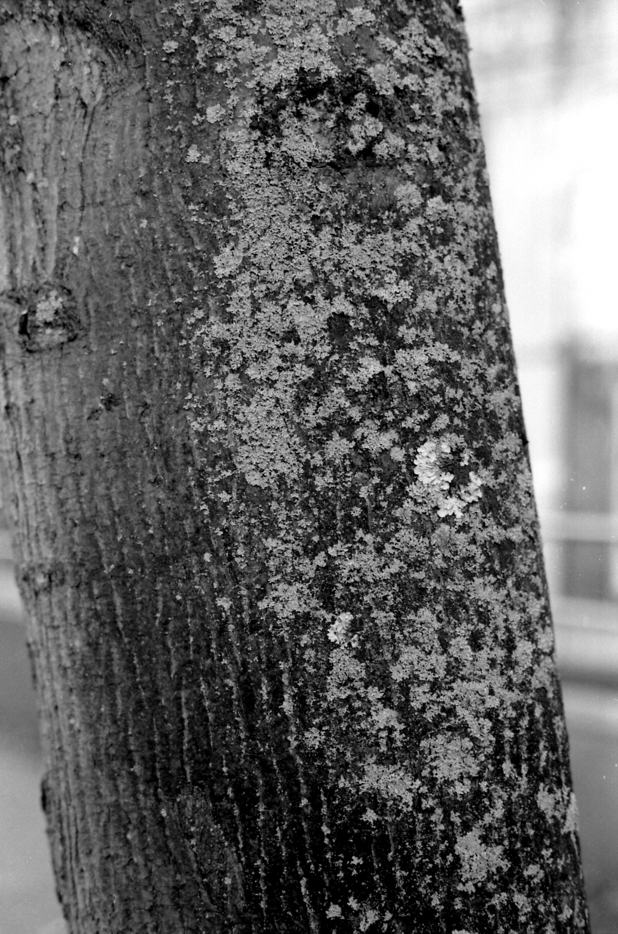 333/366/2016 - This tree caught my eye, I do love a good texture in black and white.