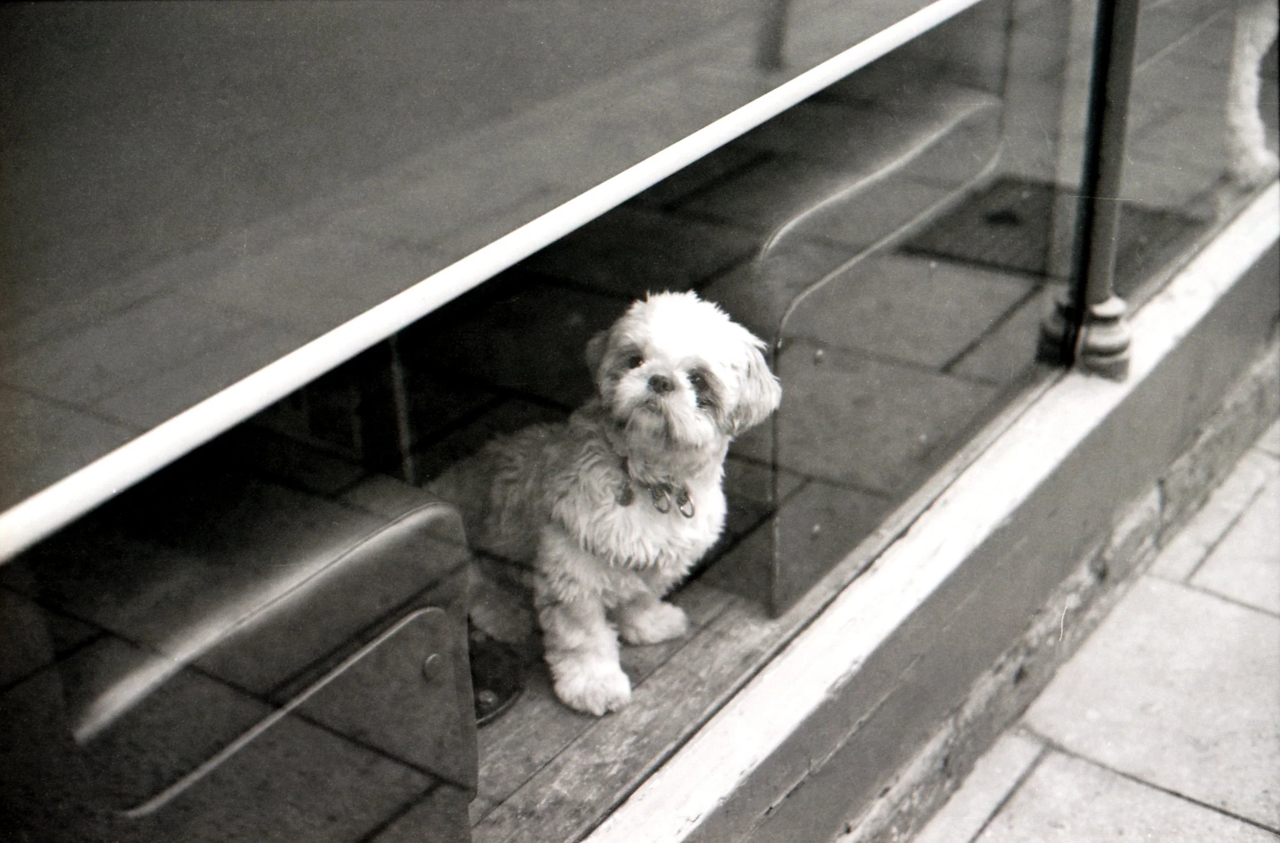 354/366/2016 - How adorable is this chap?! Spotted in Leeds and made my day!