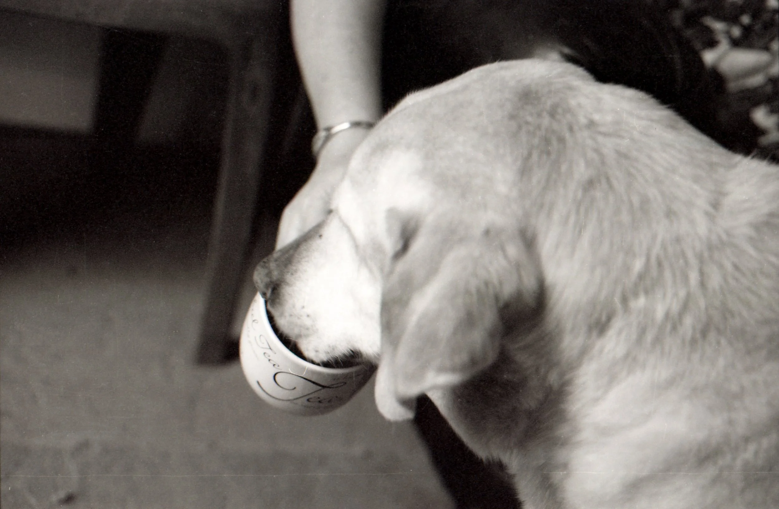 359/366 - My aunts dog insists that he finishes her cup of tea! :)