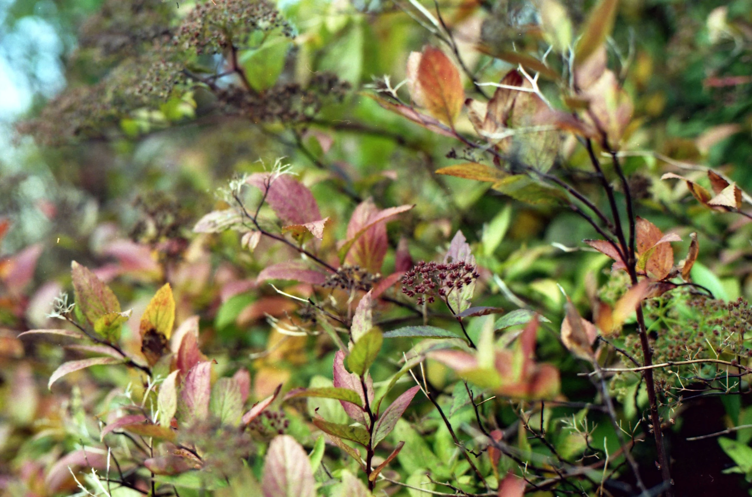img503a.jpg