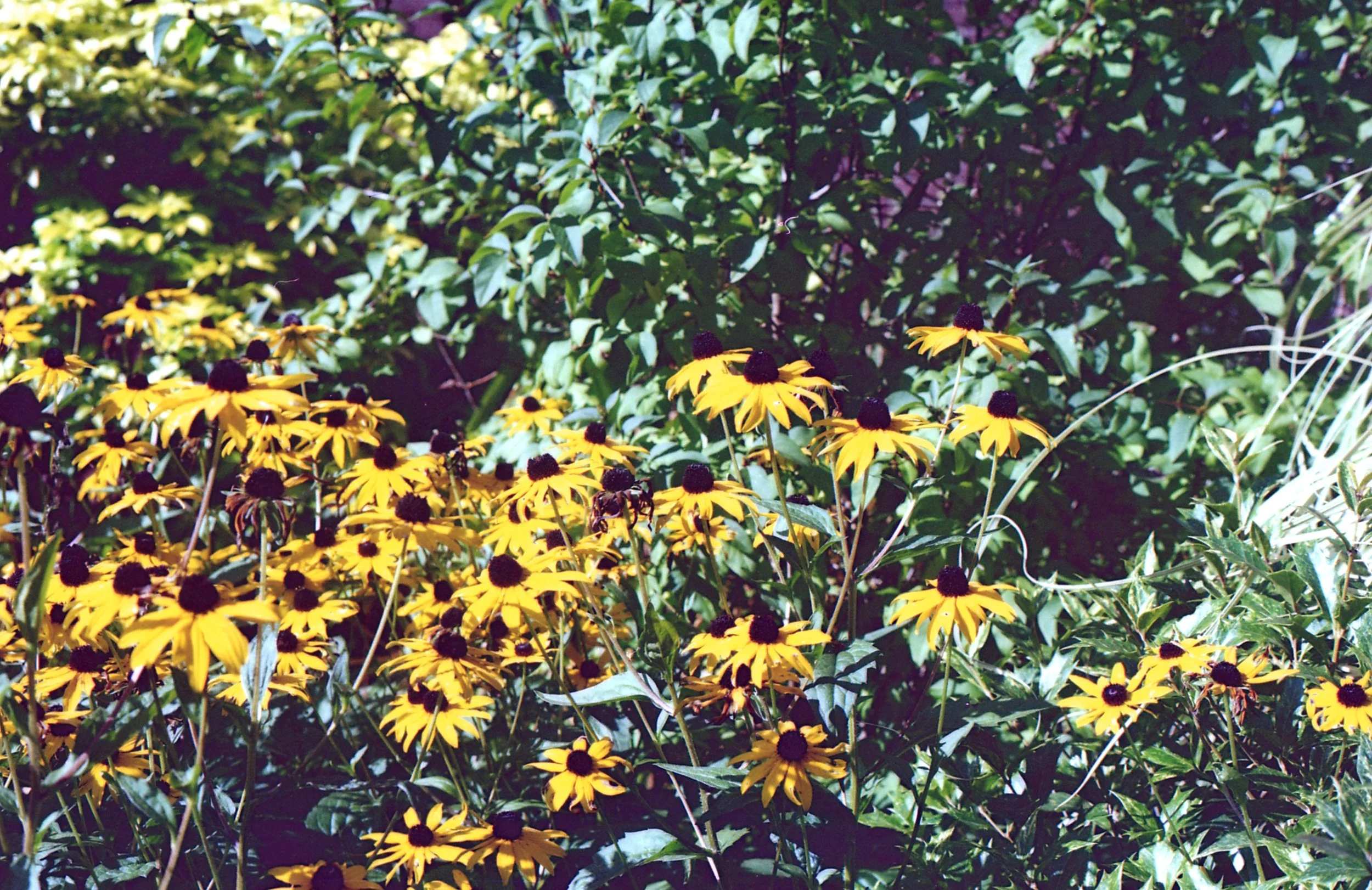 img516a.jpg