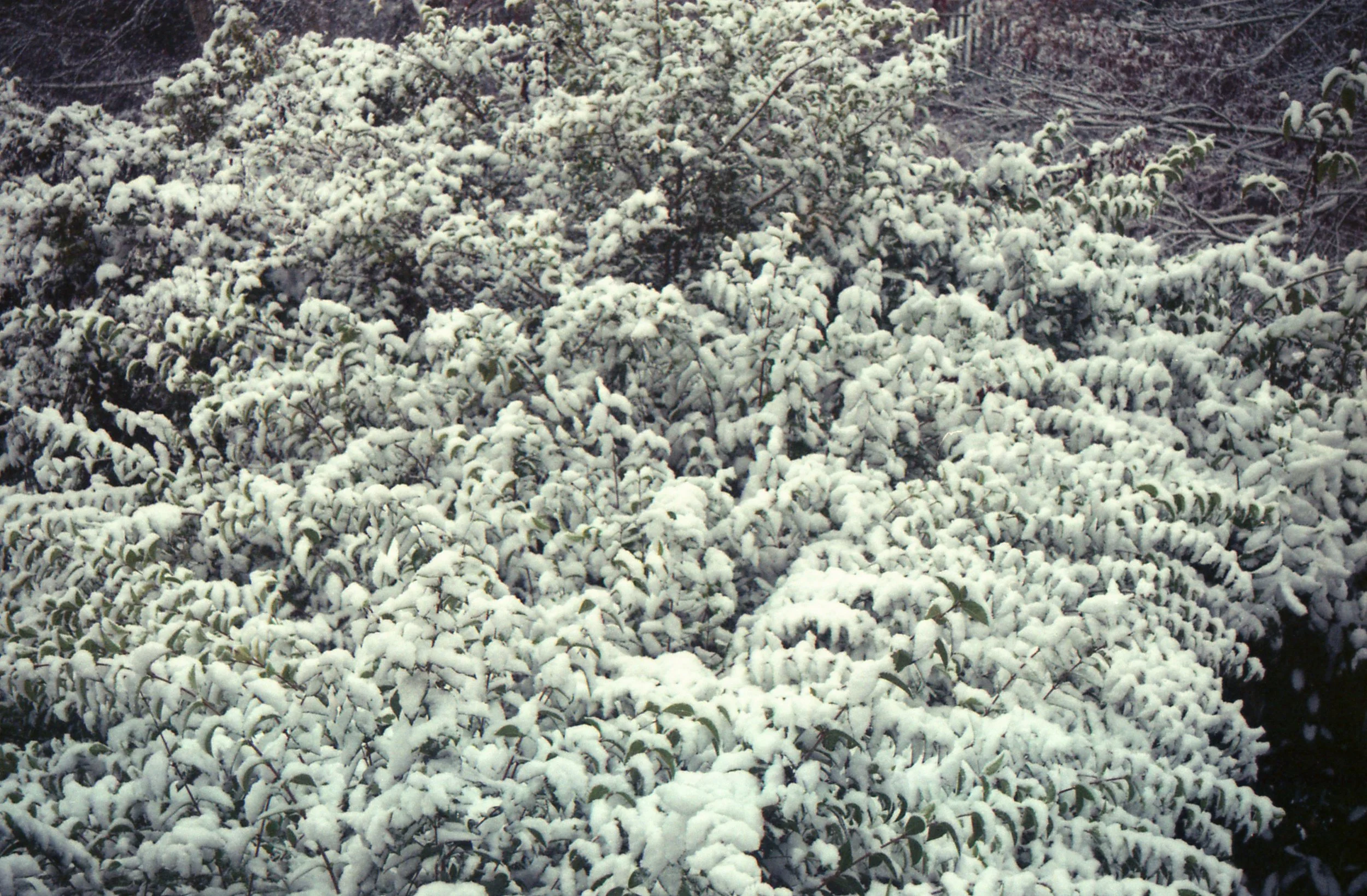 Scan036.jpg