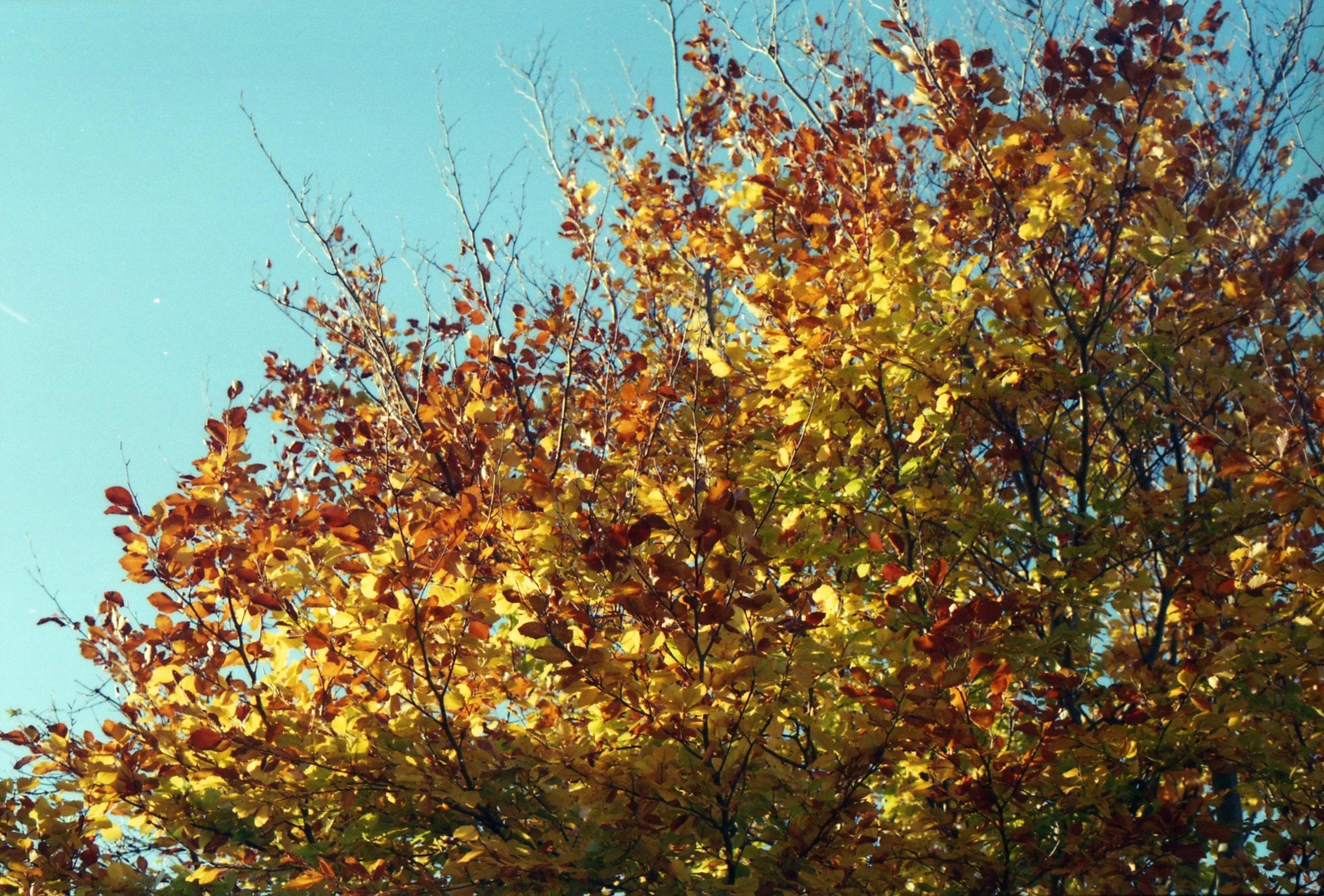 Img092a.jpg