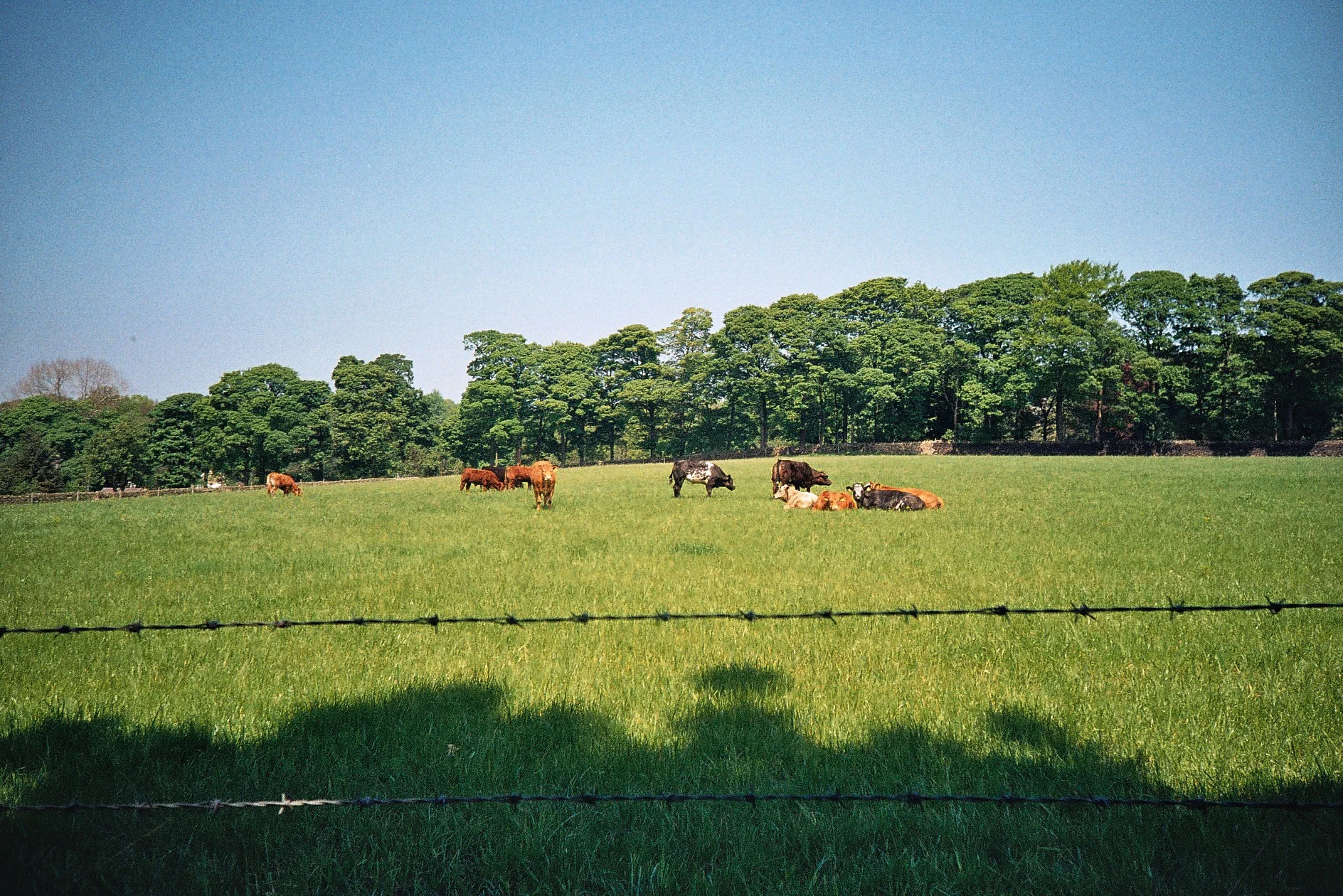 1 - Copy.jpg