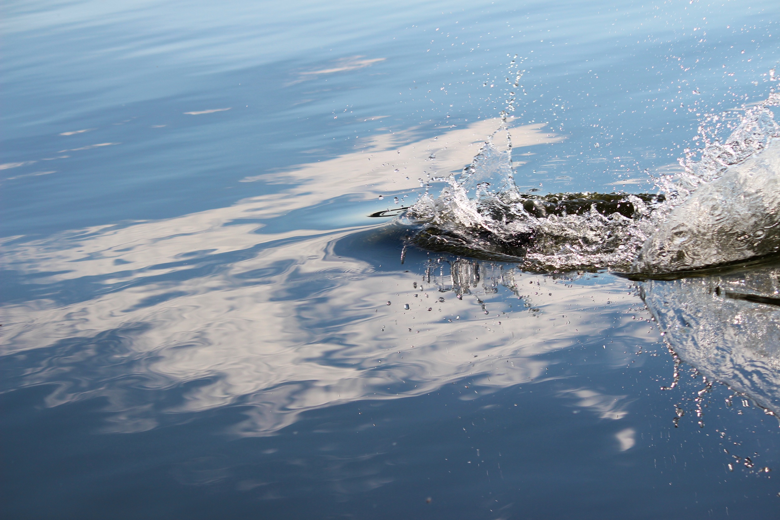 Angry Loon Diving