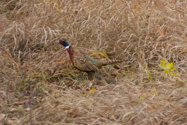 First lucky shot: I haven't seen live pheasants since I lived in Armstrong, BC, 20 years ago!