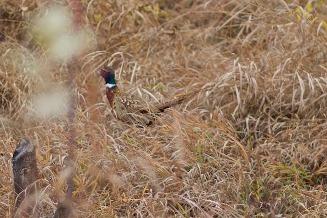 Second lucky pheasant shot!