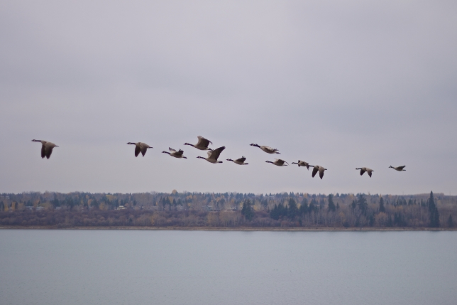 This was super cool. There was a whole bunch of Canadian Geese on the reservoir, and a couple of groups took off. This group came up to my level on the cliff above, maybe 100 feet out over the water. So stoked!