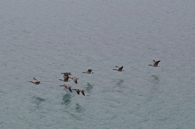 This was a second set of geese, they stuck to the water level though and didn't gain any altitude until they were long past me.