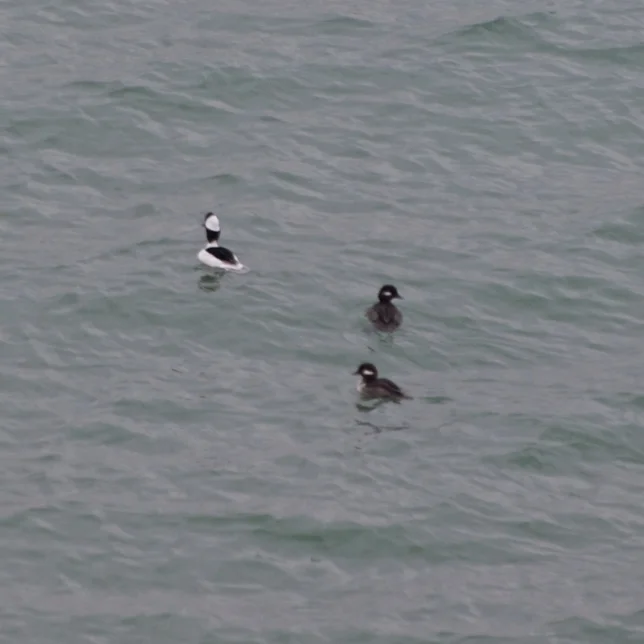 Random ducks, that I probably should be able to identify, but I have no idea what they are