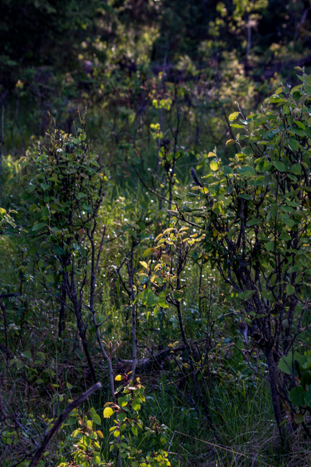 IMG_8799.jpg