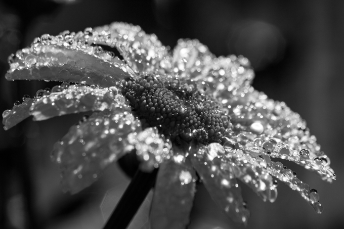 IMG_9442-2.jpg