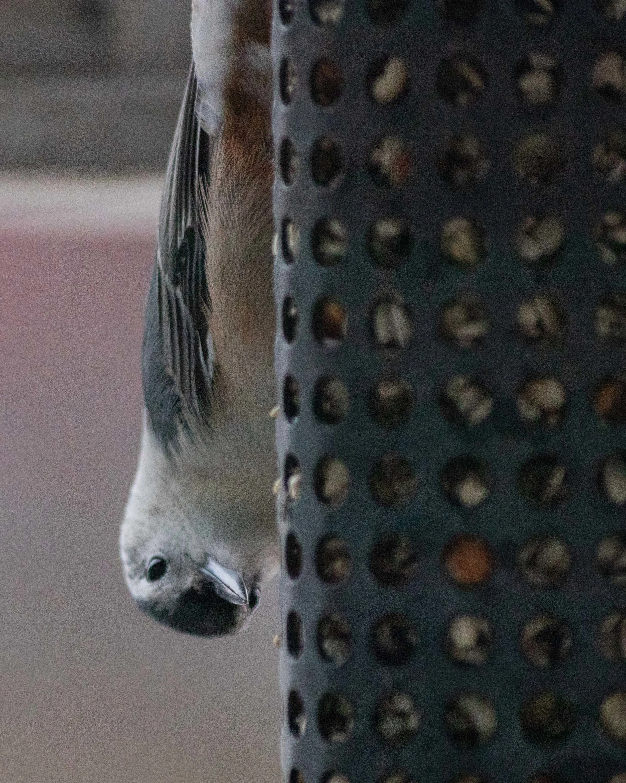 Today I learned that this is a White-breasted Nuthatch. He was hanging upside down on our feeder this afternoon.
