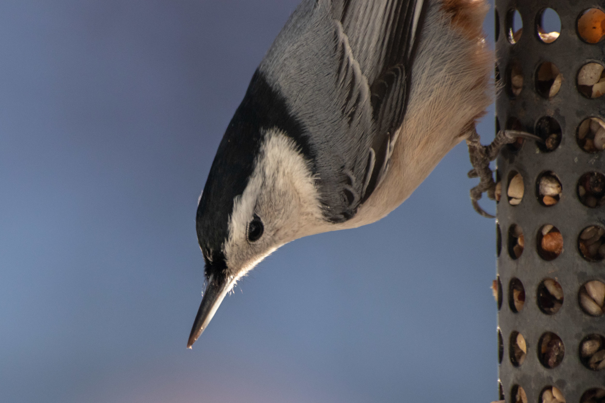 White-breasted Nuthatch